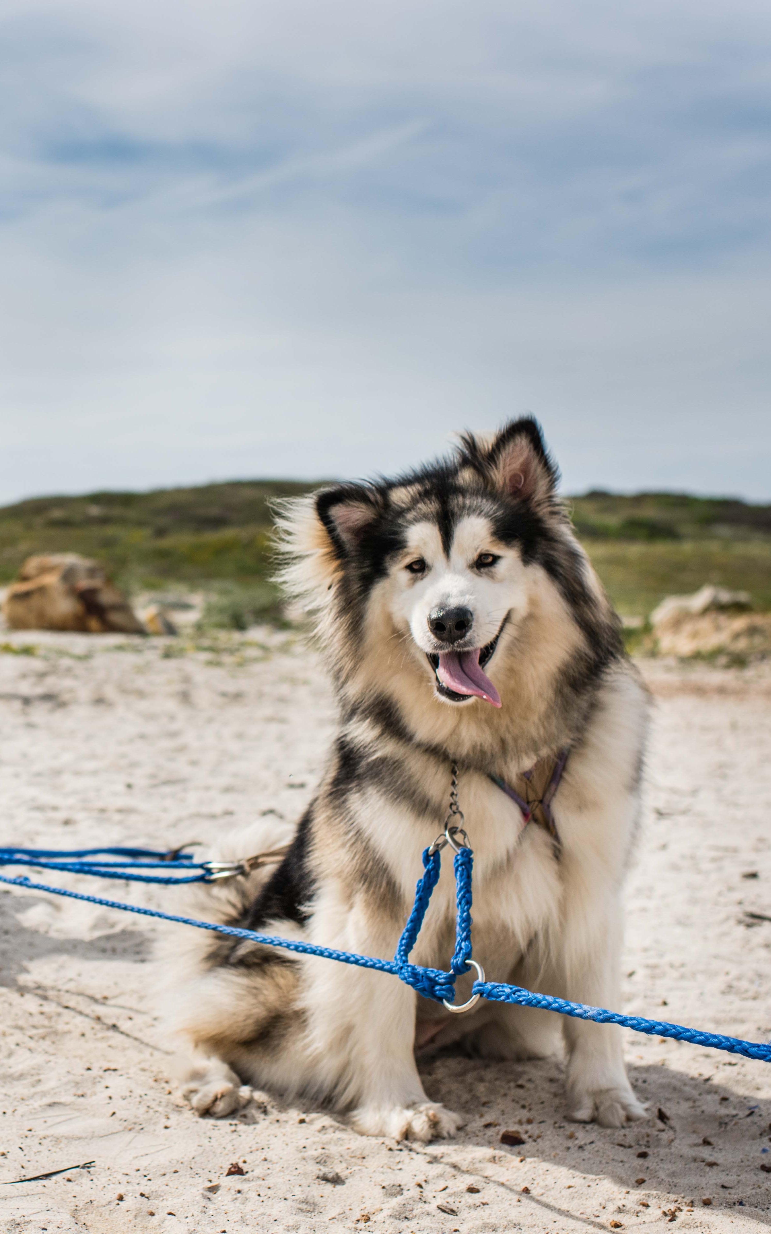 Husky