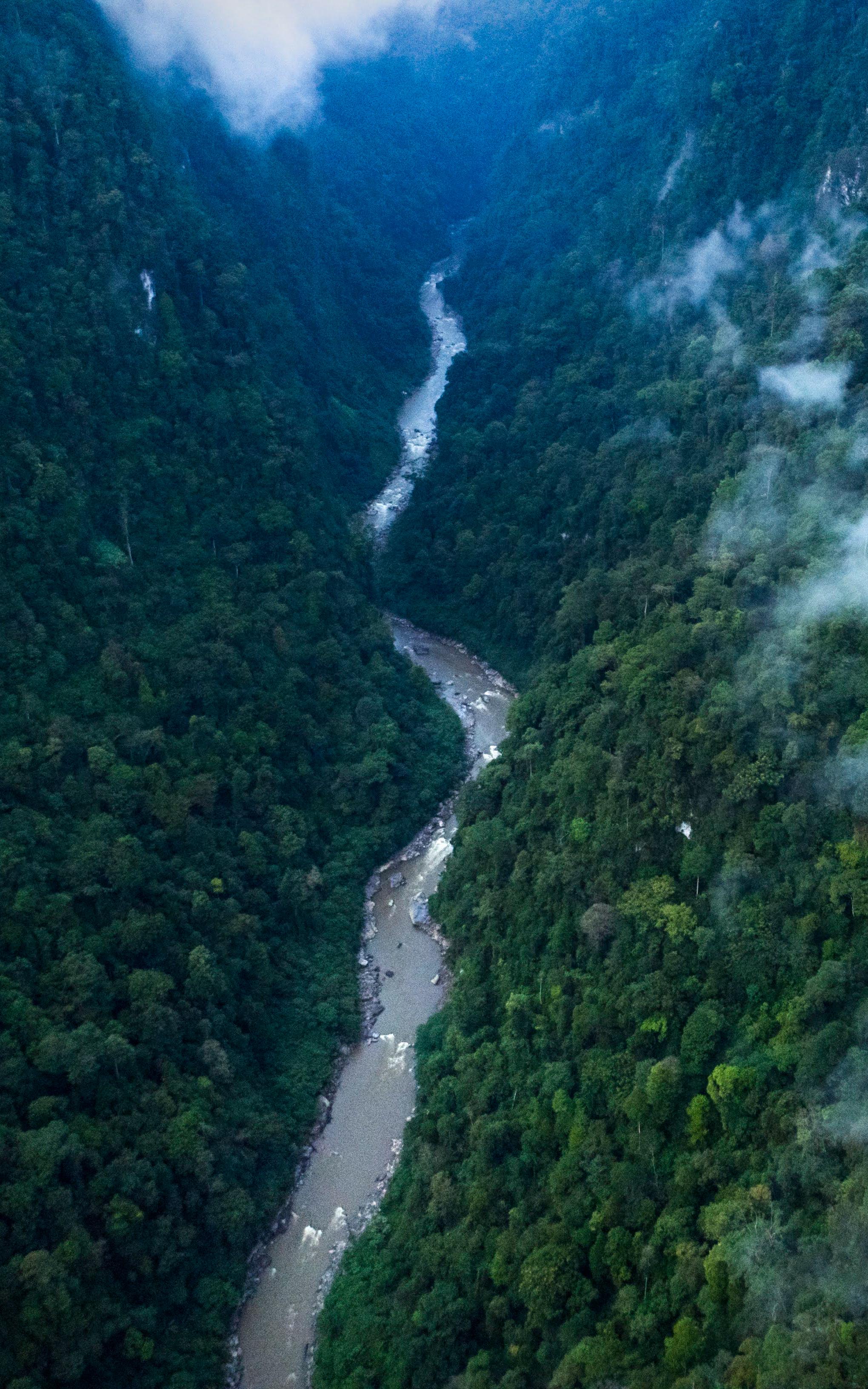 beautiful news leuser ecosystem