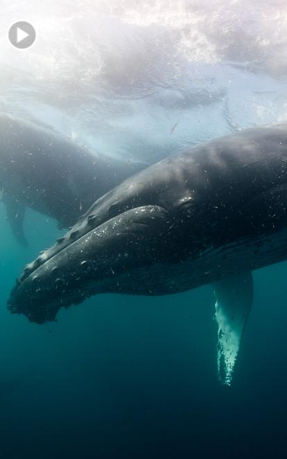 Photographer swimming with whales