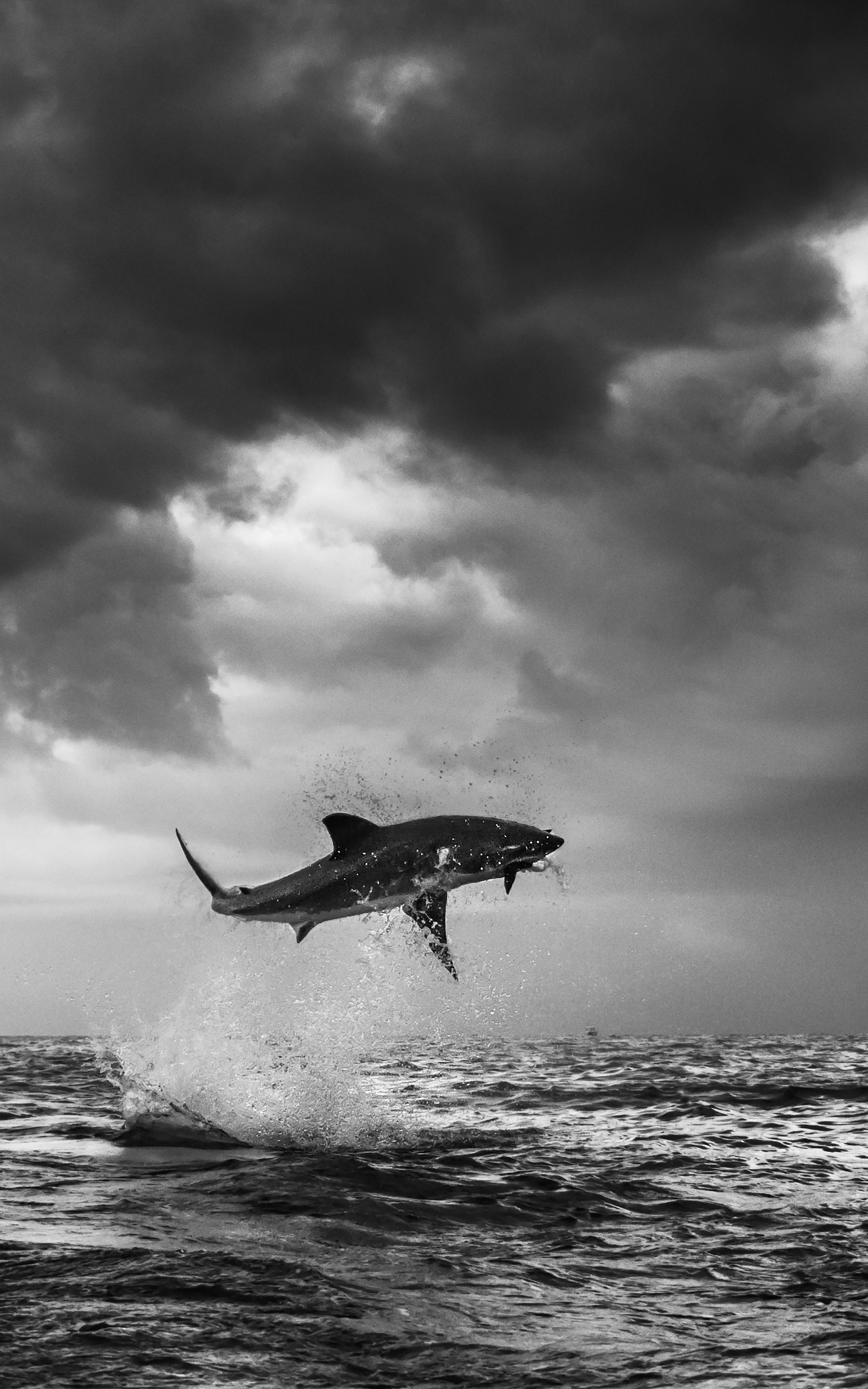 Shark flying above ocean.