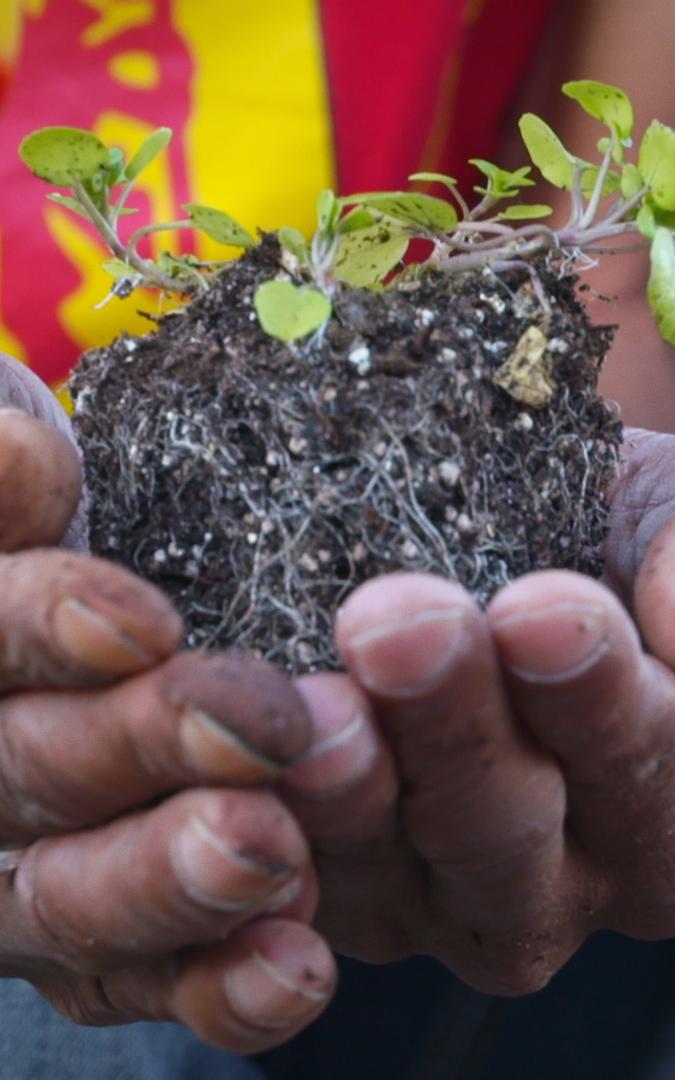 Hands holding soil with a plant growing from it.