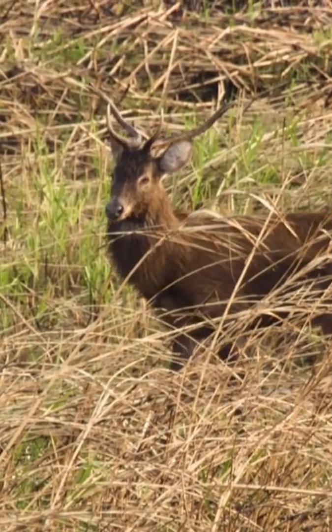 Beautiful News - a rare sangai deer stands within tall grass in the floating national park in Manipur, India