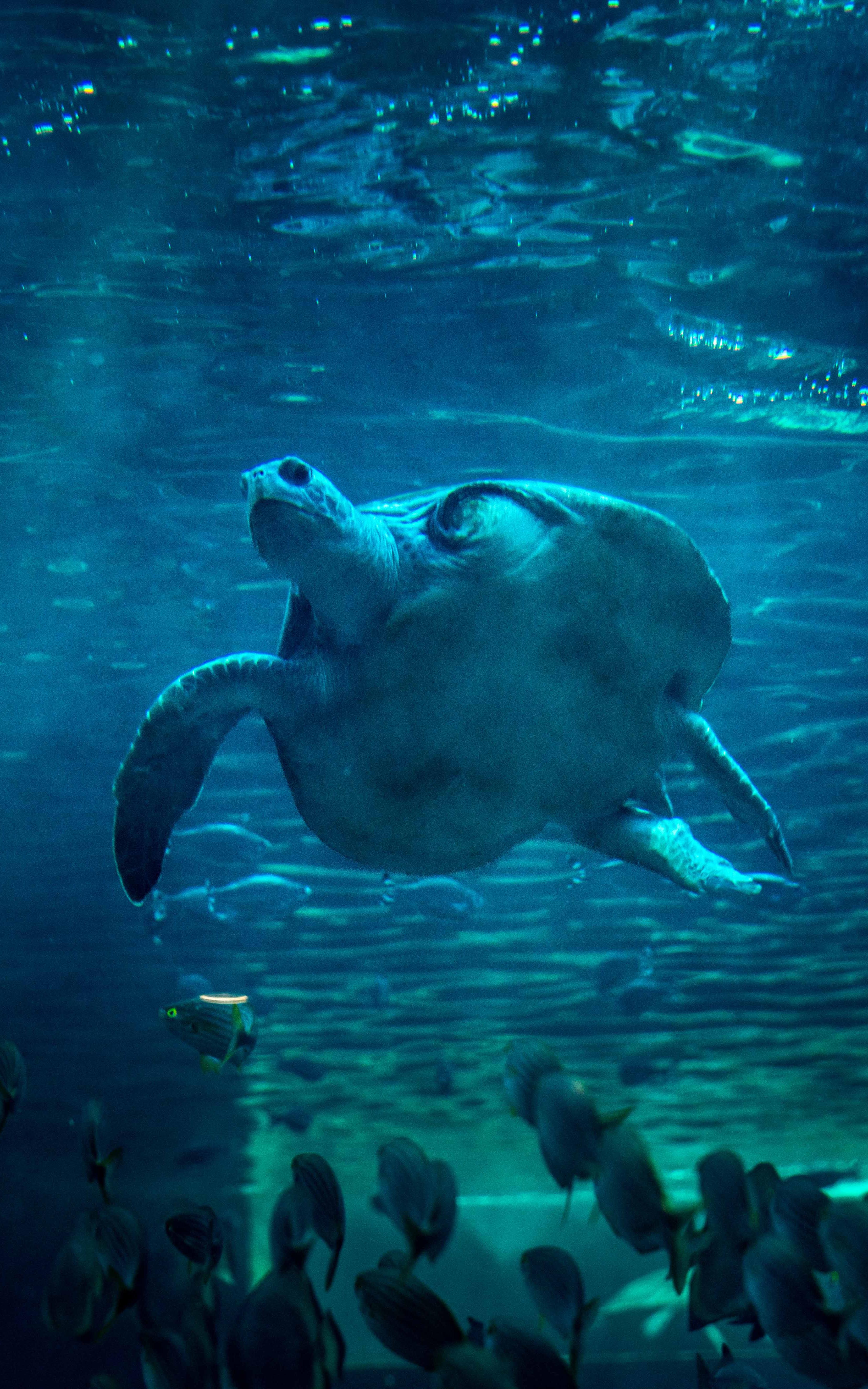 Beautiful News-Turtle swimming in an aquarium.
