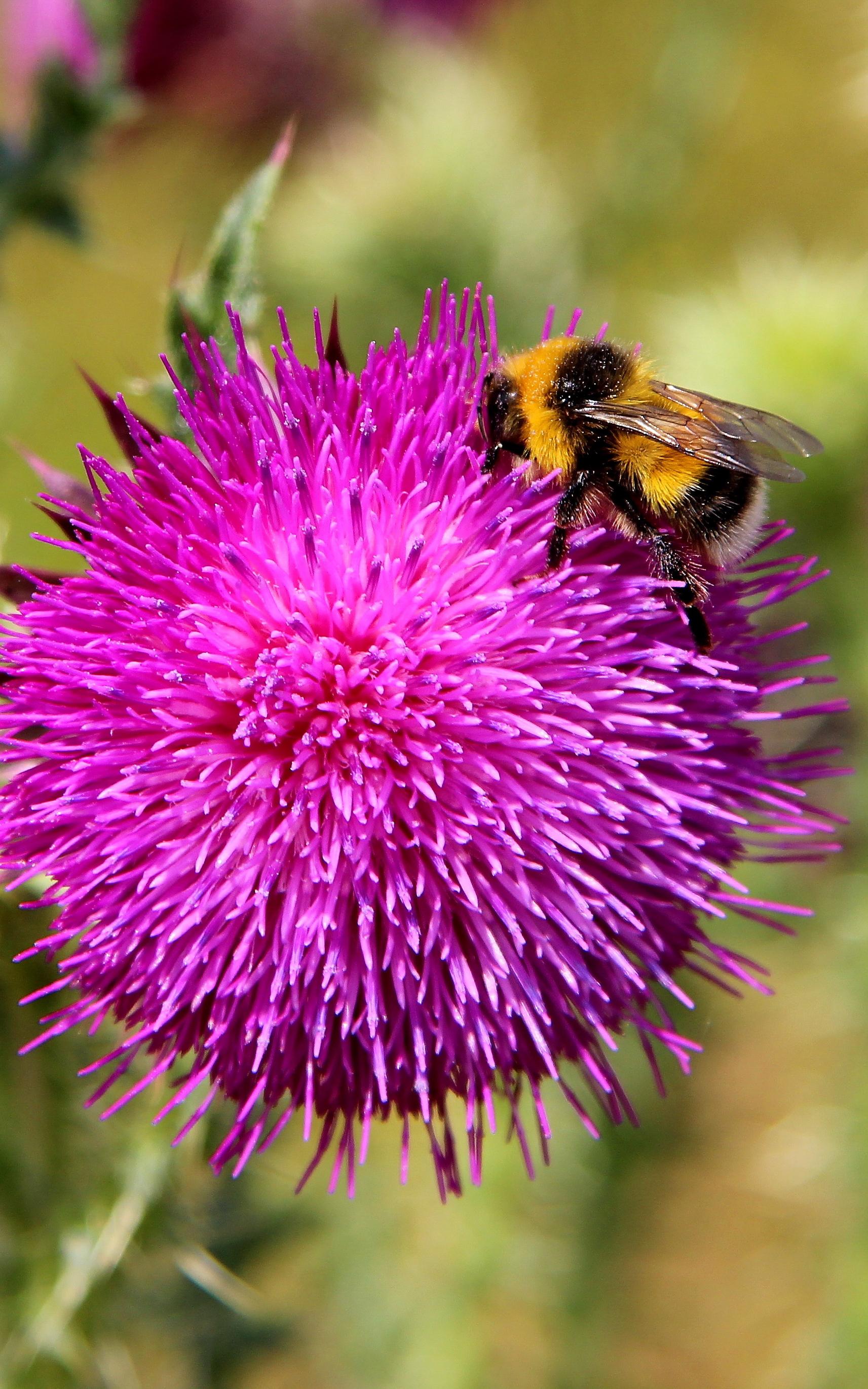 Beautiful News-Bumble Bee on a flower