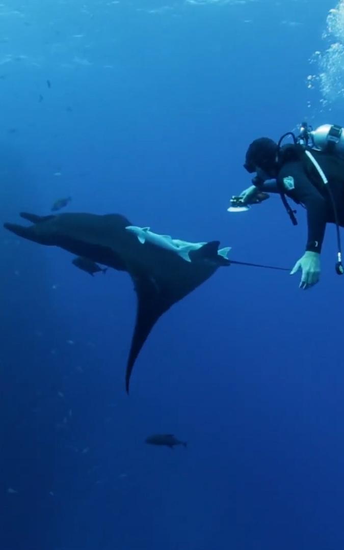 Beautiful News-Man dives with manta ray.