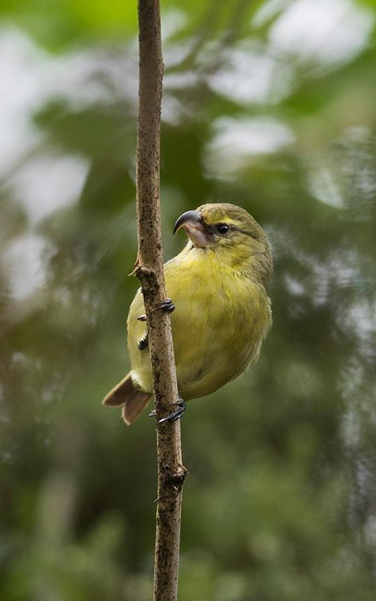 Preserving Hawaii’s indigenous birds.