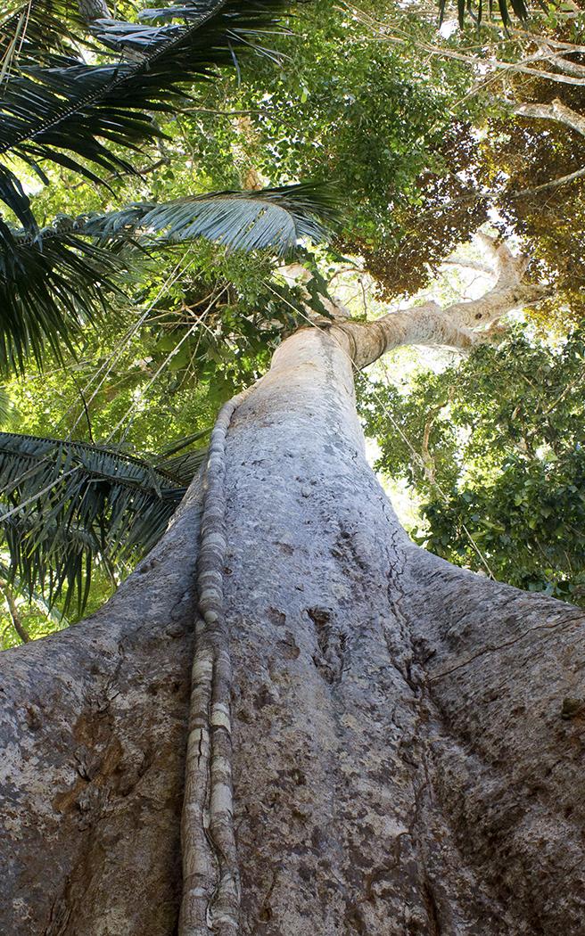 tree in forest