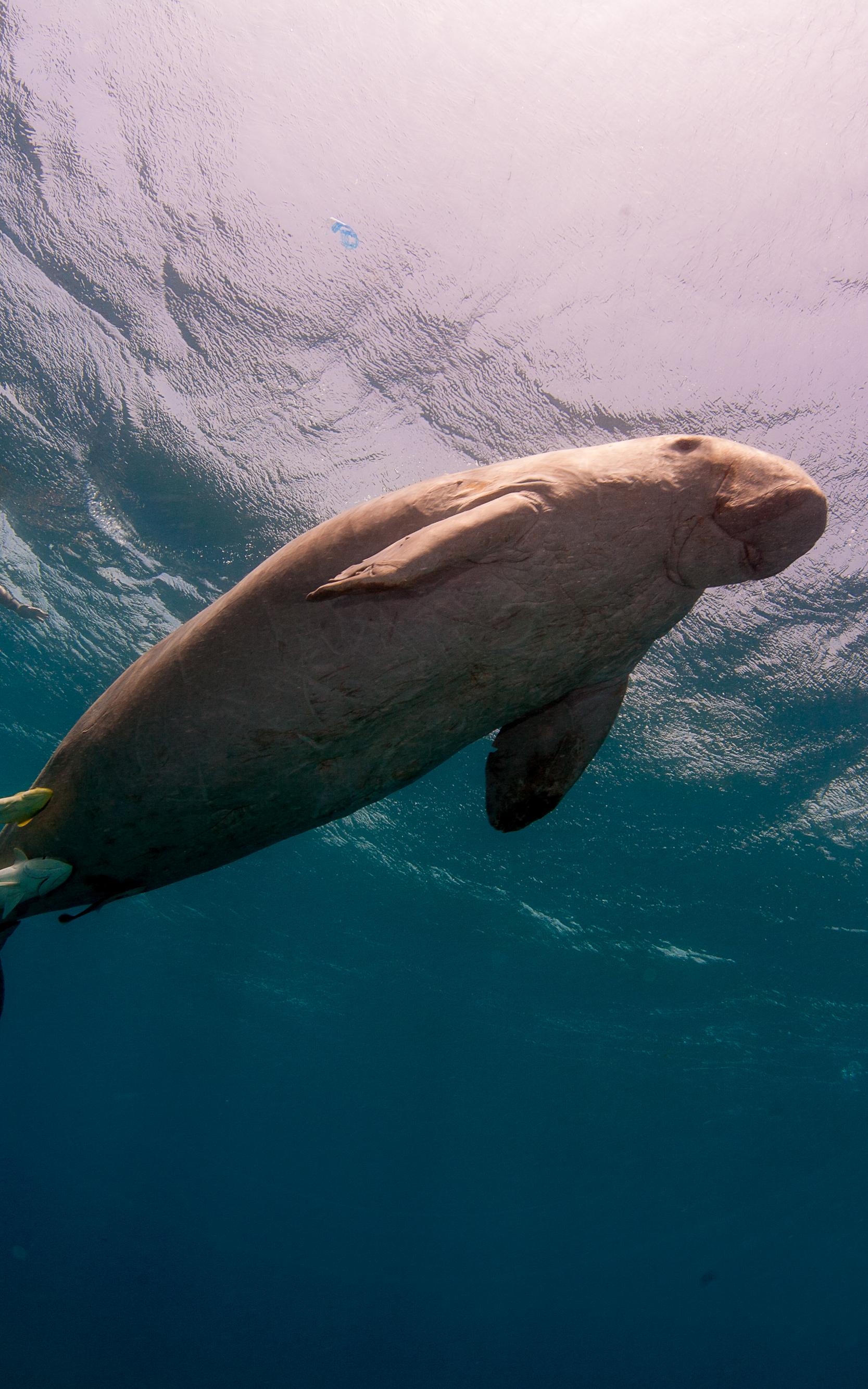 Dugong