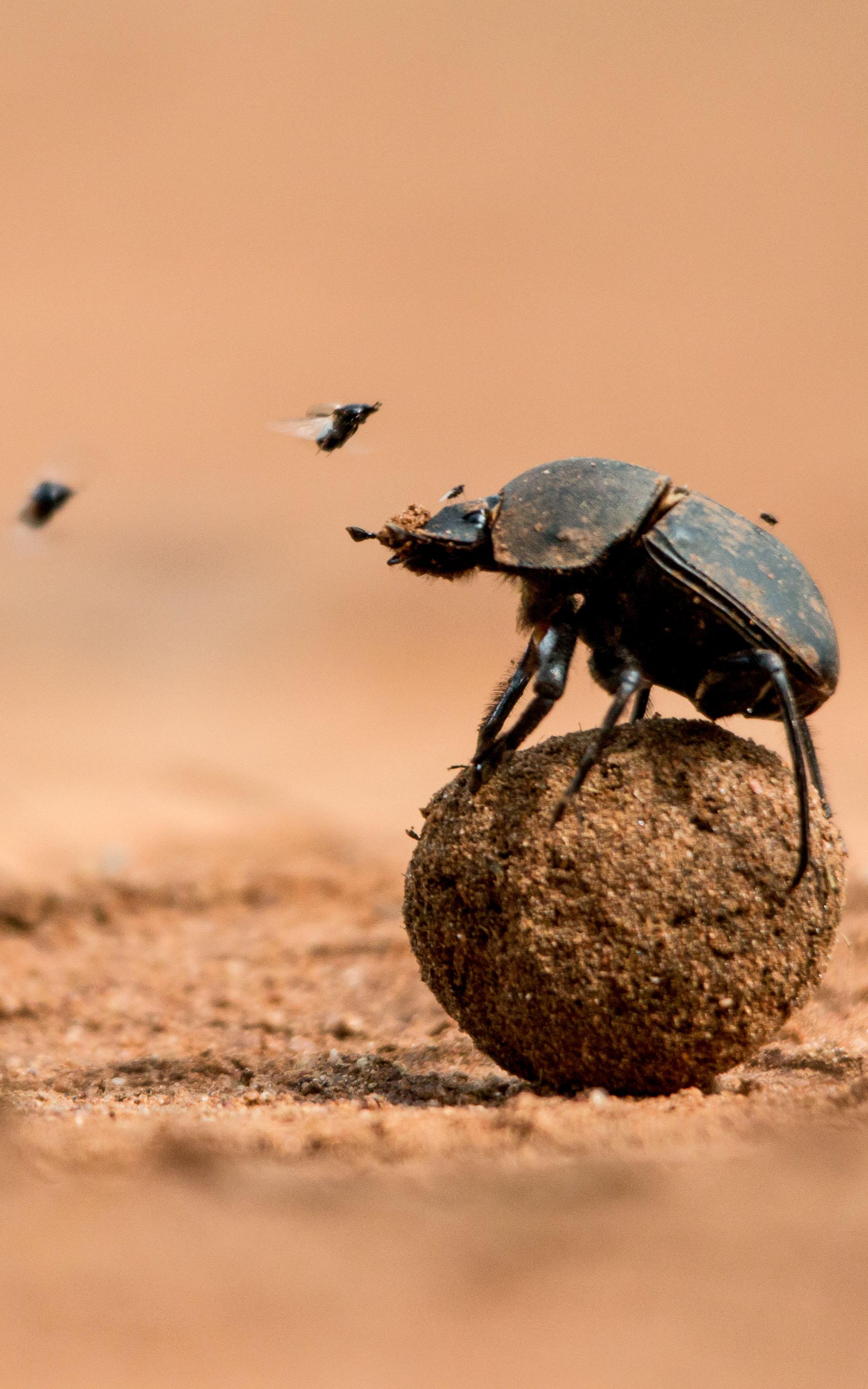 Dung Beetle