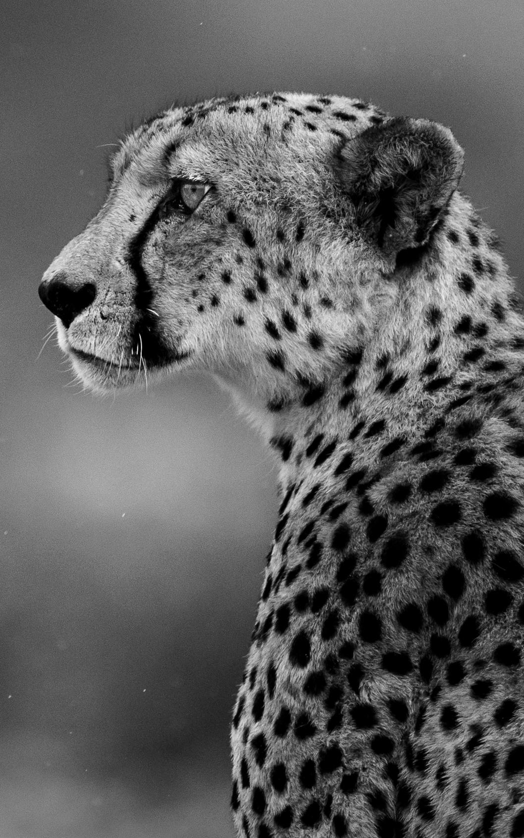 Cheetah looking into the distance