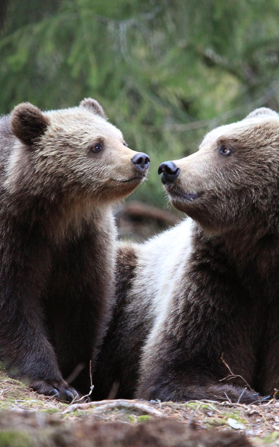 bears. 