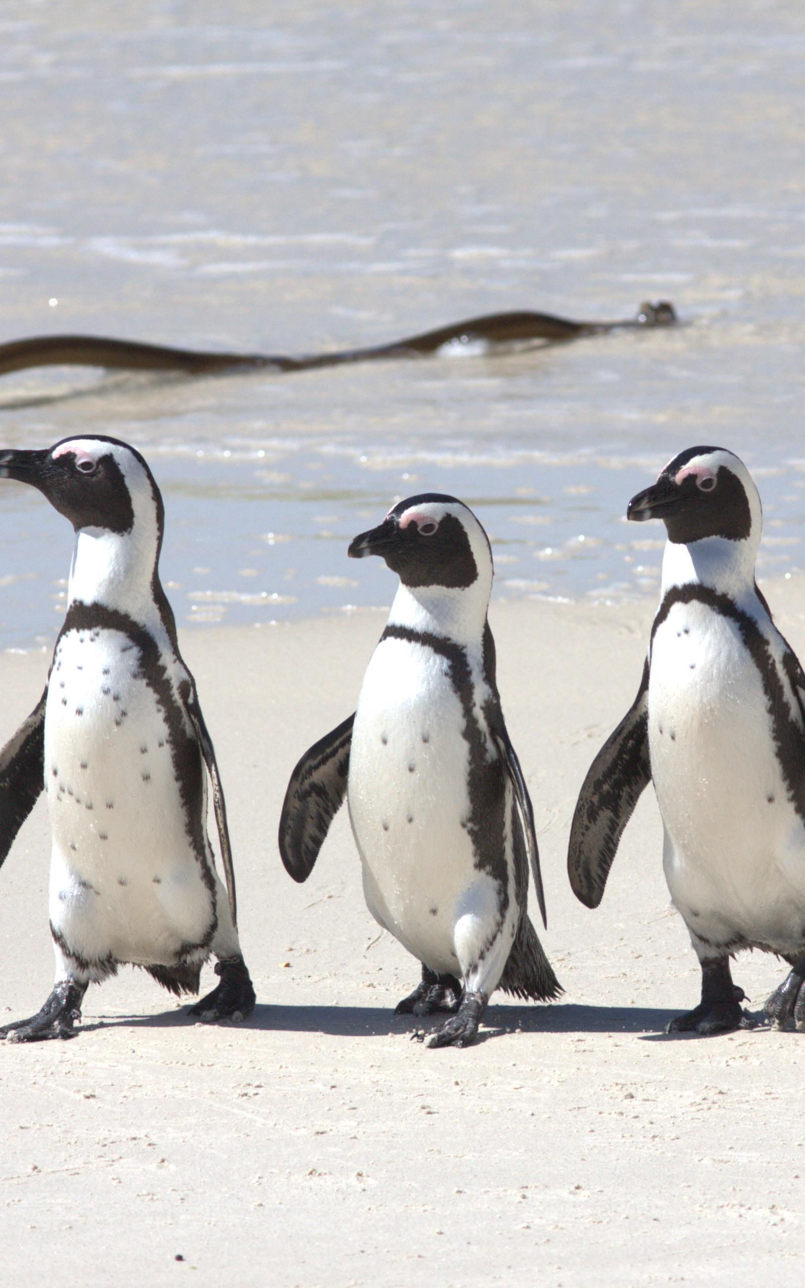 Three penguins on a beach