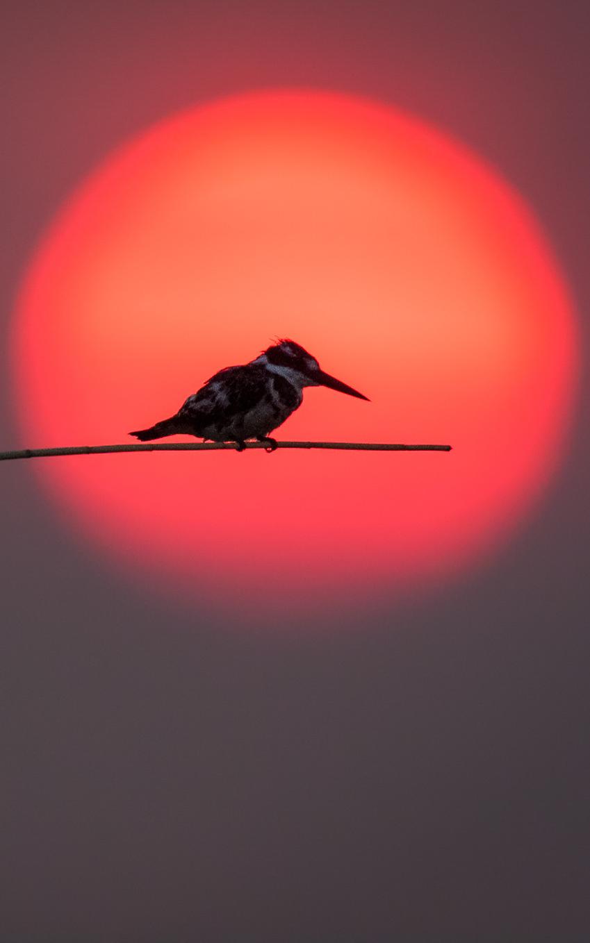 Bird on a branch in the sunset