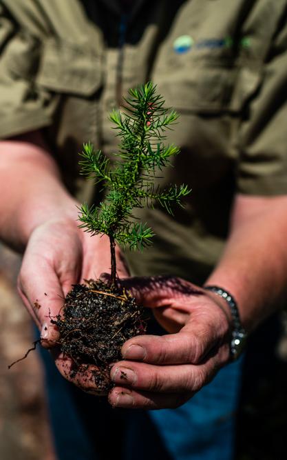 the trees need fire to ignite their growth, but the global warming is hampering the natural fertilisation of spores