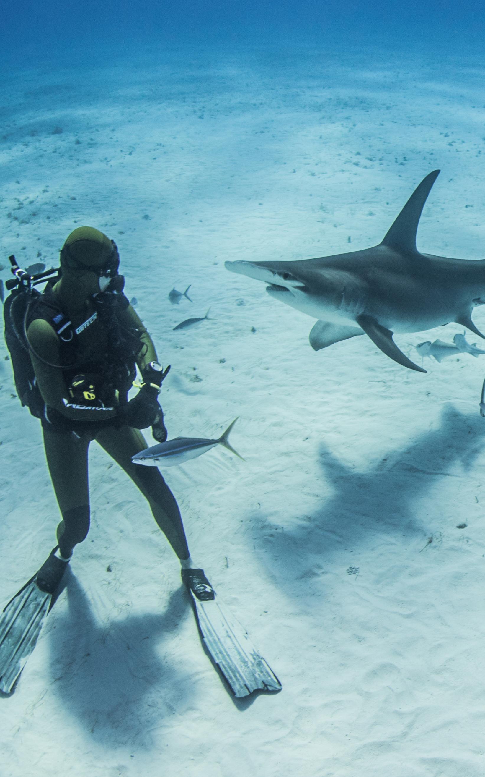 Scuba Diver with a shark