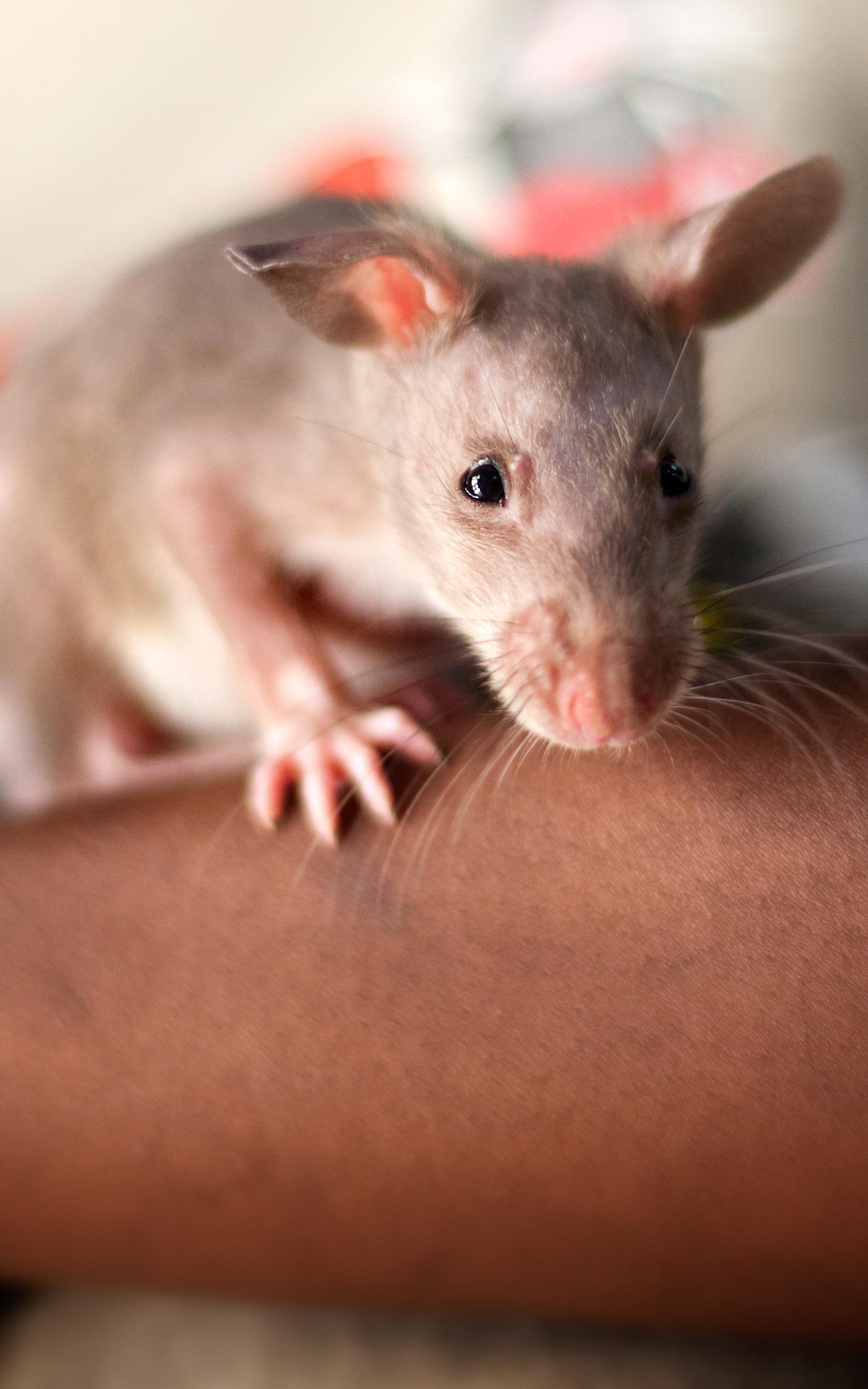 Rat standing on a person's arm