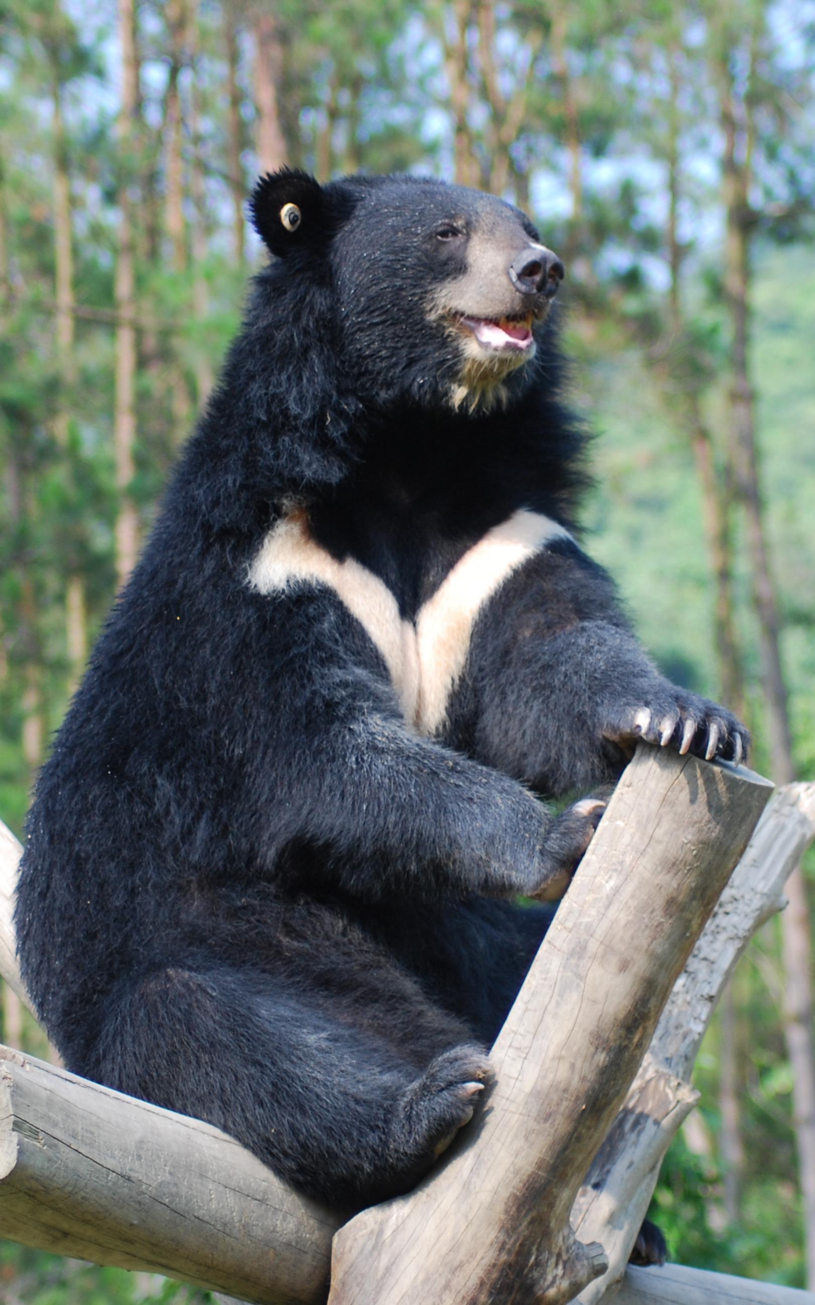 beautiful news bears