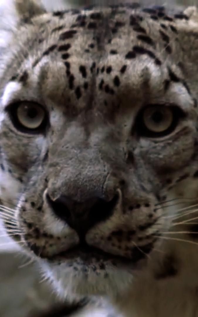 Beautiful News- White Leopard face close-up