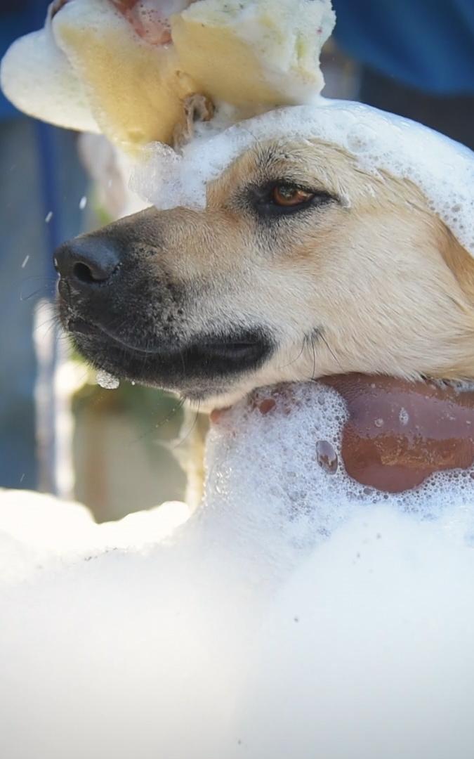 Dog having a bath