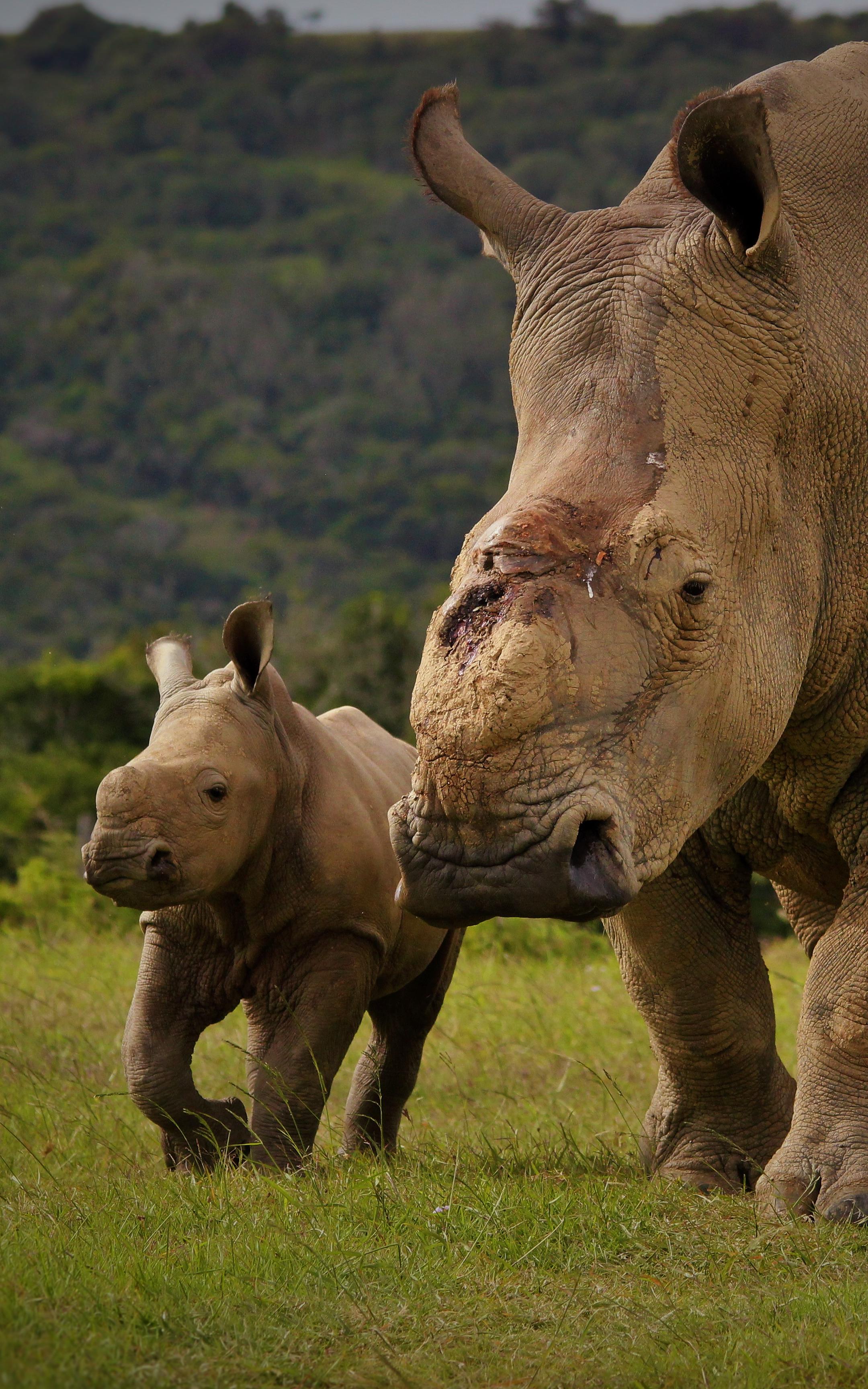 rhinos. 