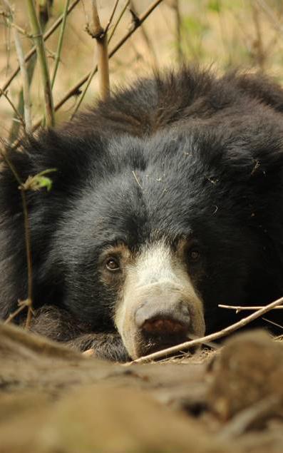 Beautiful News - Sloth bear from Wildlife SOS relaxing among trees staring into camera