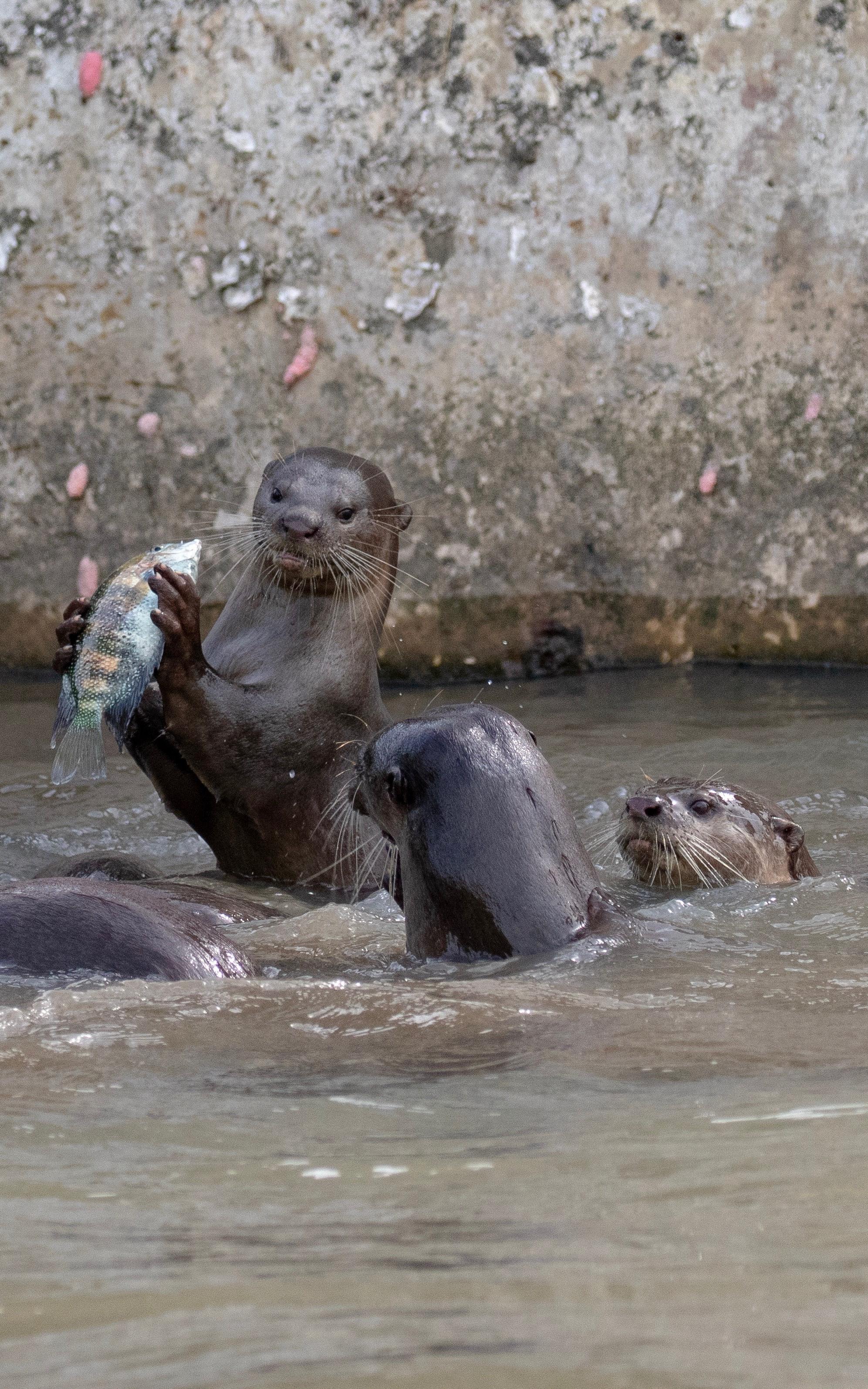 Beautiful News-Otters swimming.