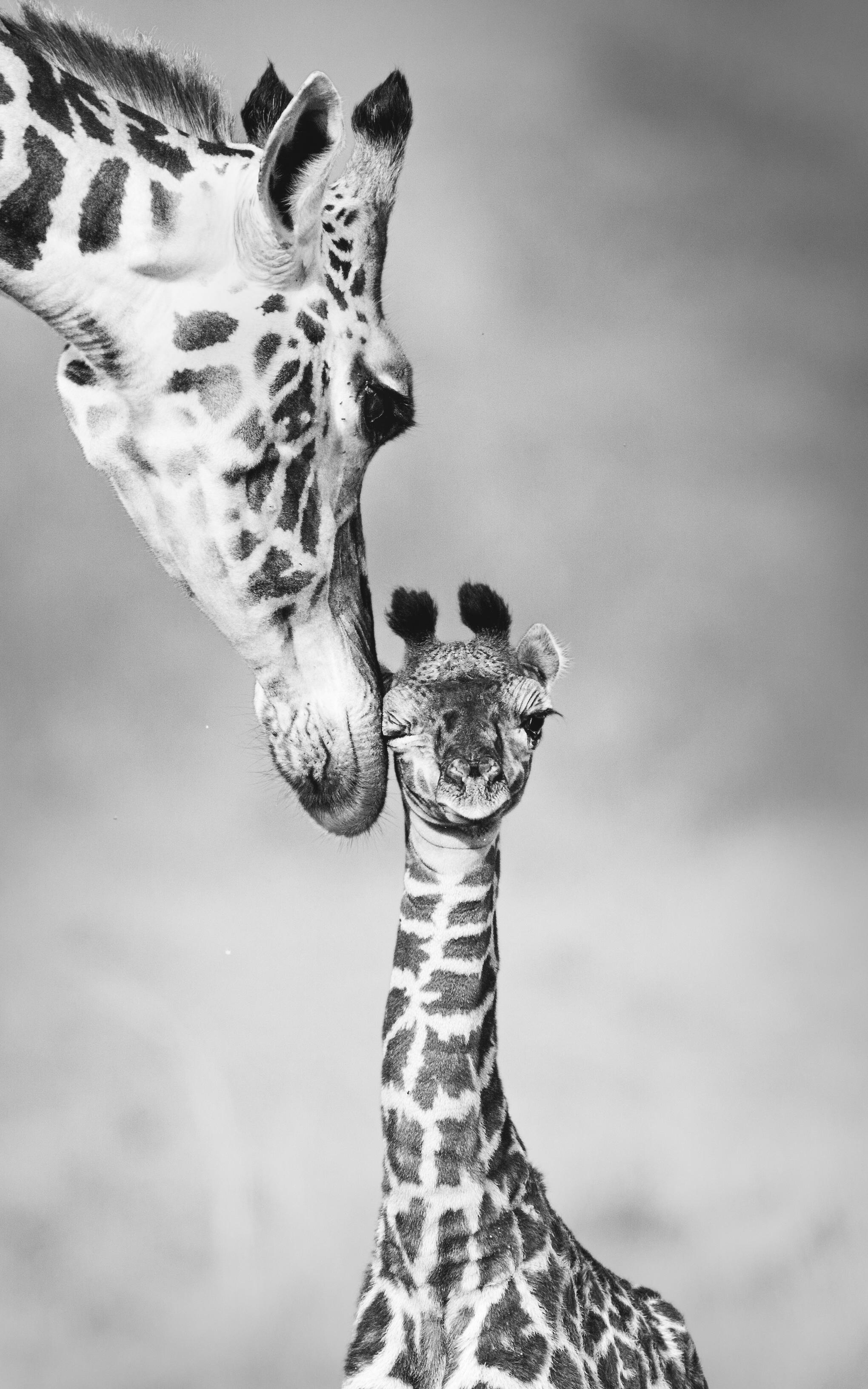 mom and baby giraffe