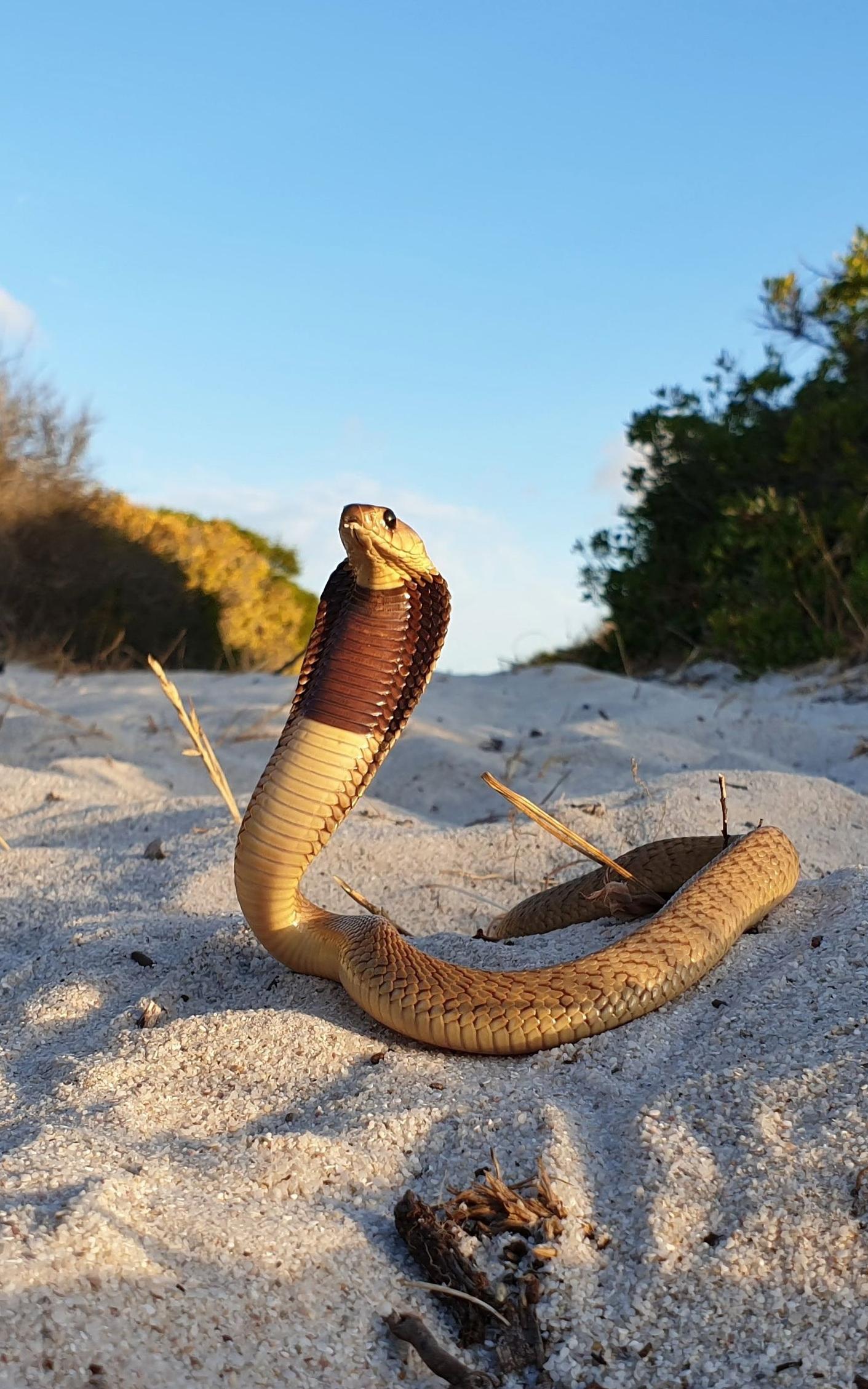 The professional snake handler, Van Zyl
