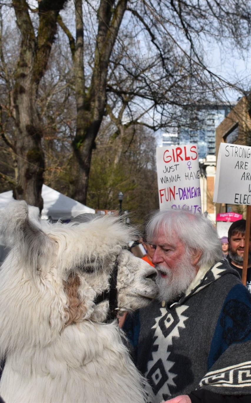 Beautiful News No Drama Llama Caesar Larry McCool