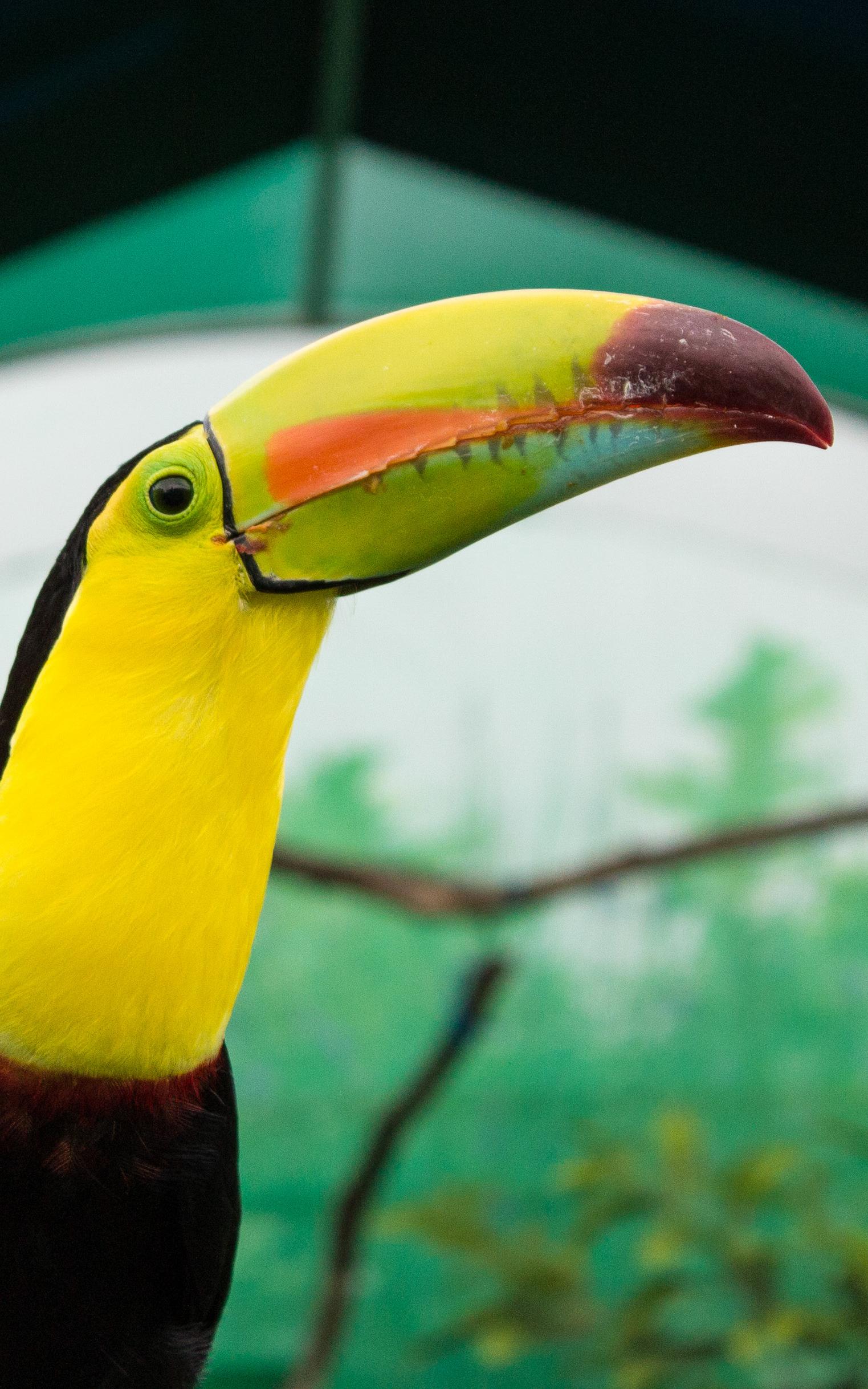 beautiful news toucan rescue ranch