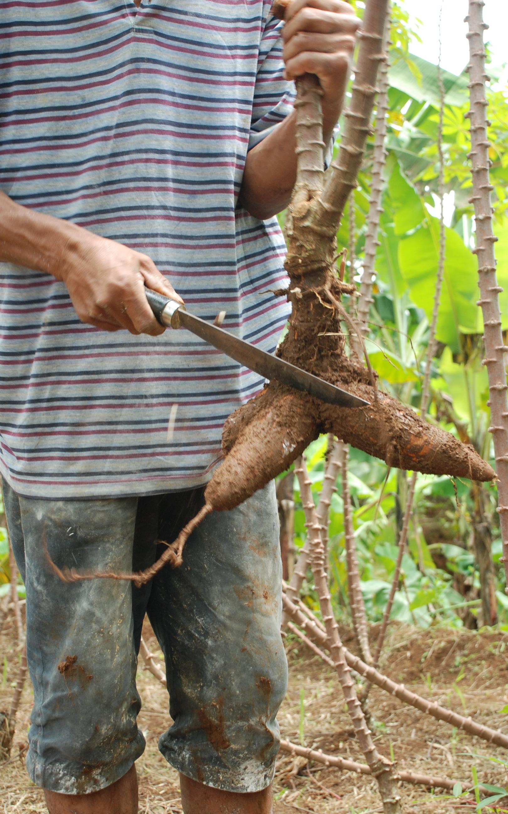 Rooting out plastic pollution with cassava plants