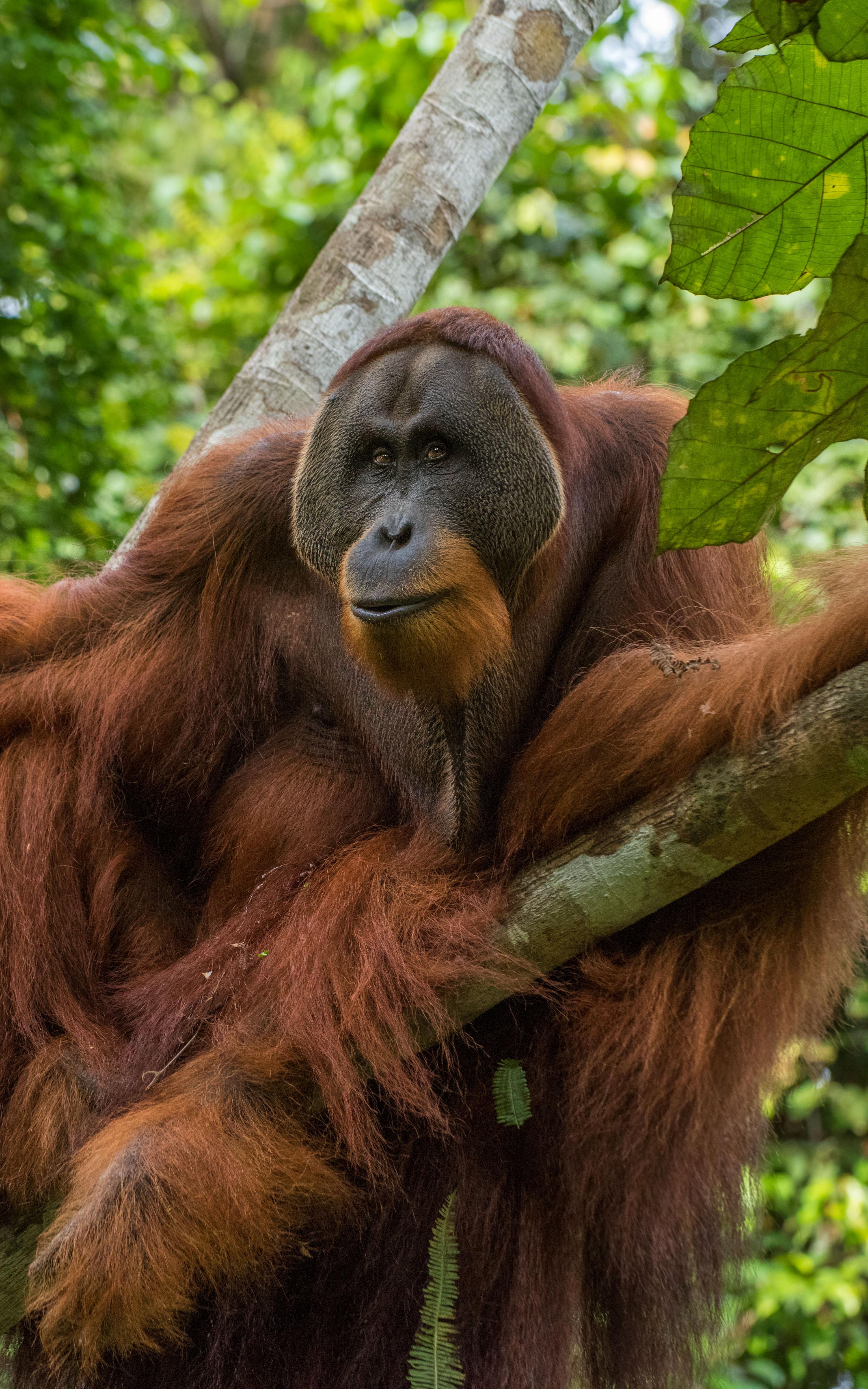 Beautiful News - Orangutan sits in tree surrounded by greenery
