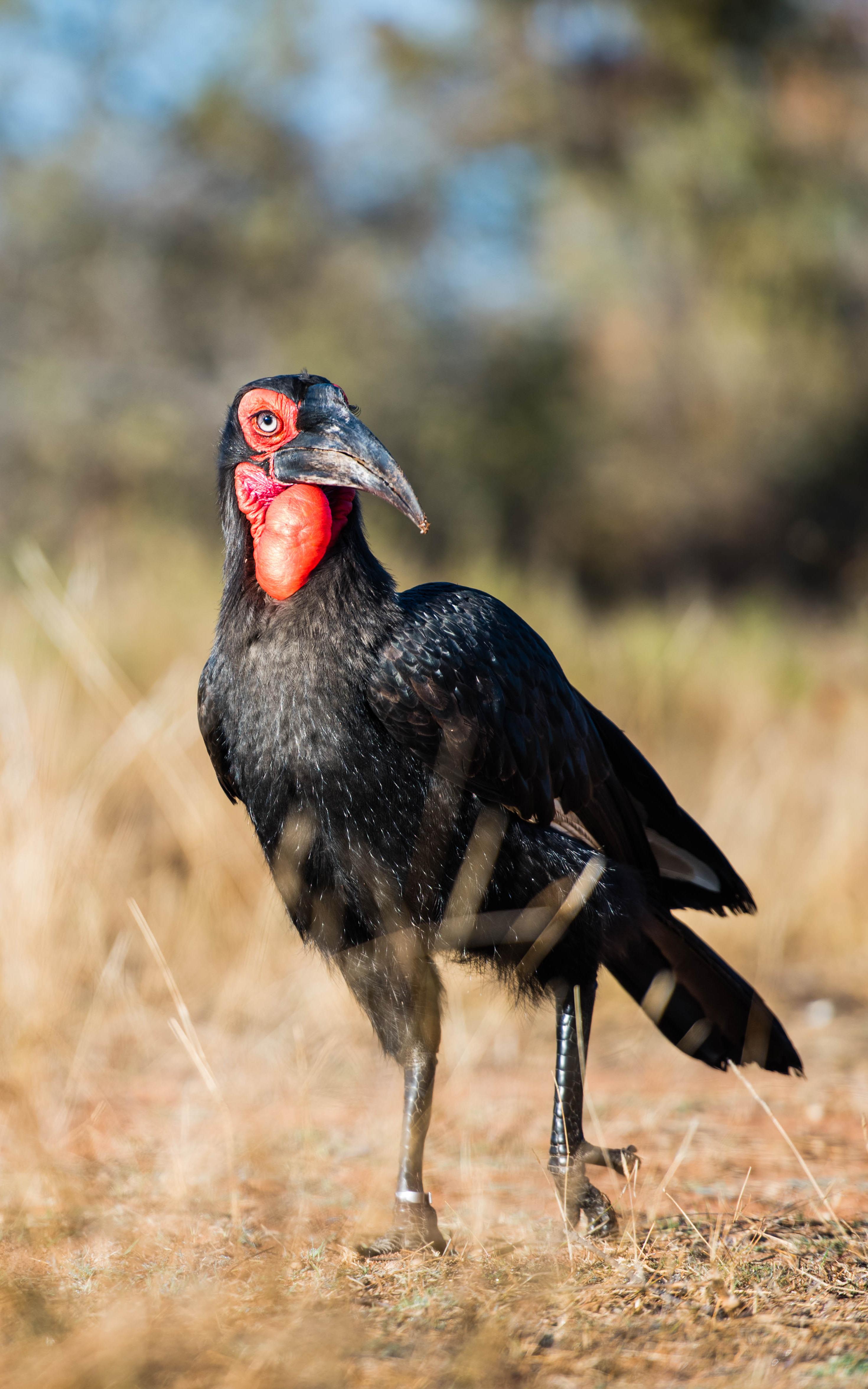 Ground Hornbill.