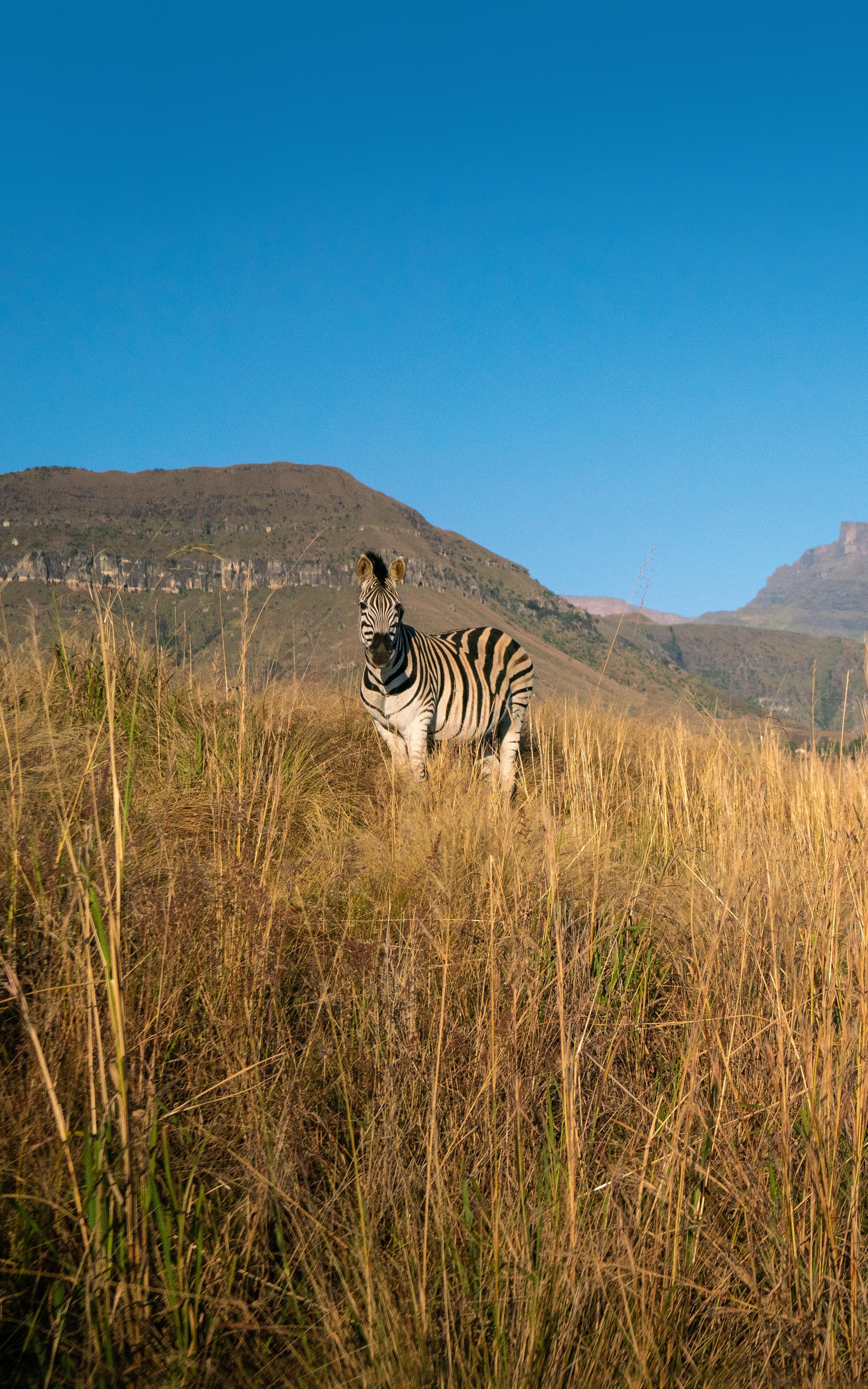 Zebra in the field