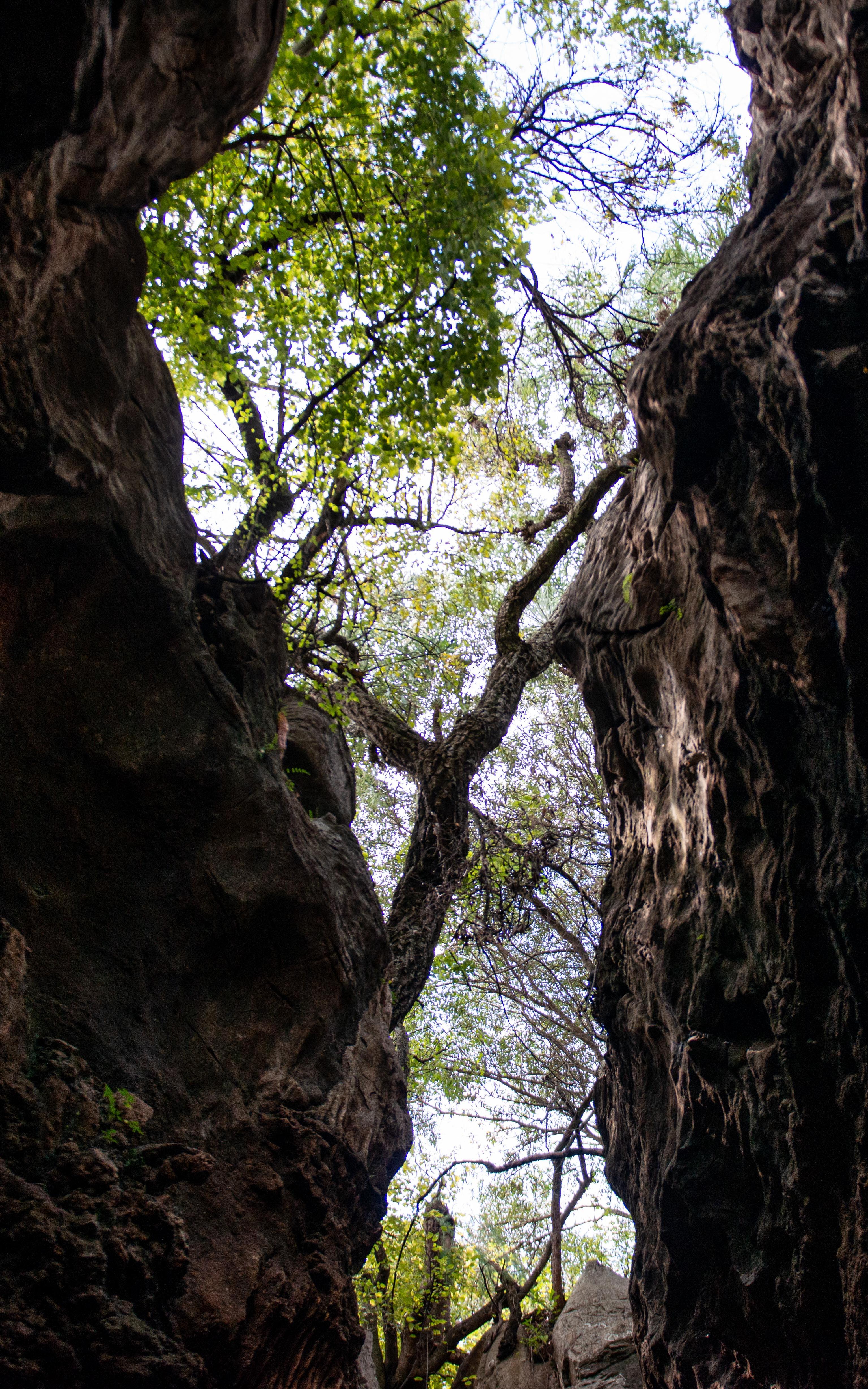 Trees. 