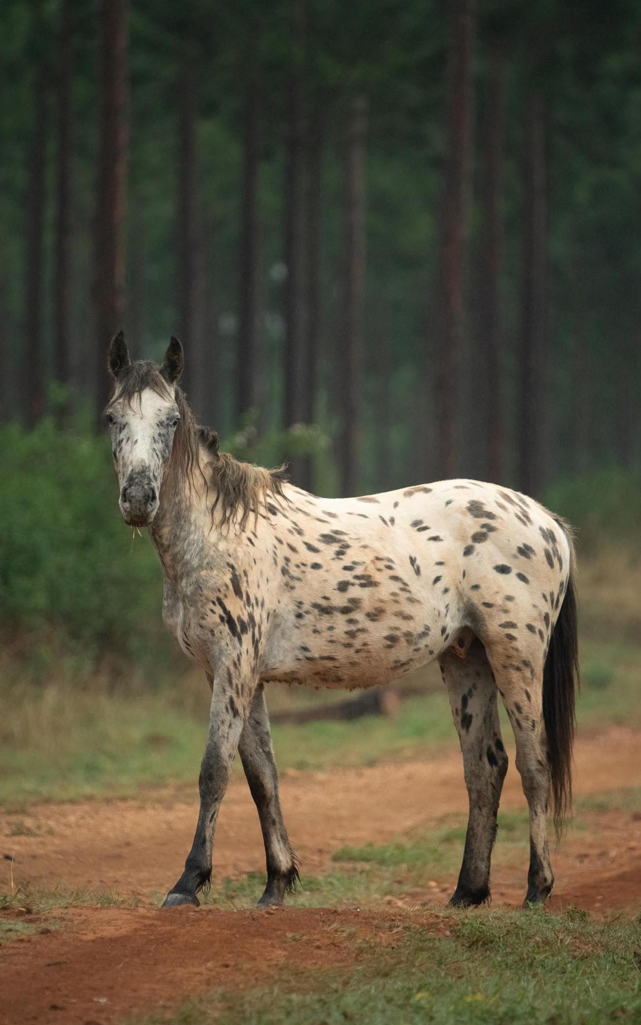 Horse in the forest