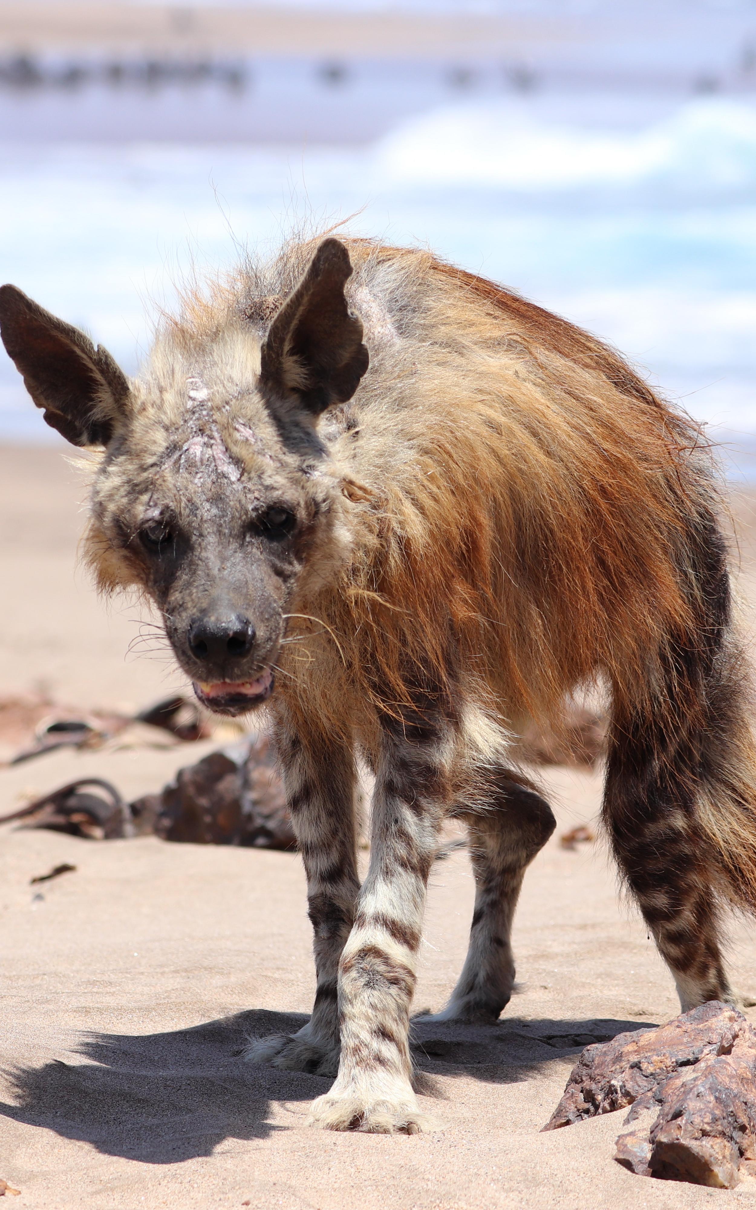 How the Namib desert awakens the predator in this scavenger.