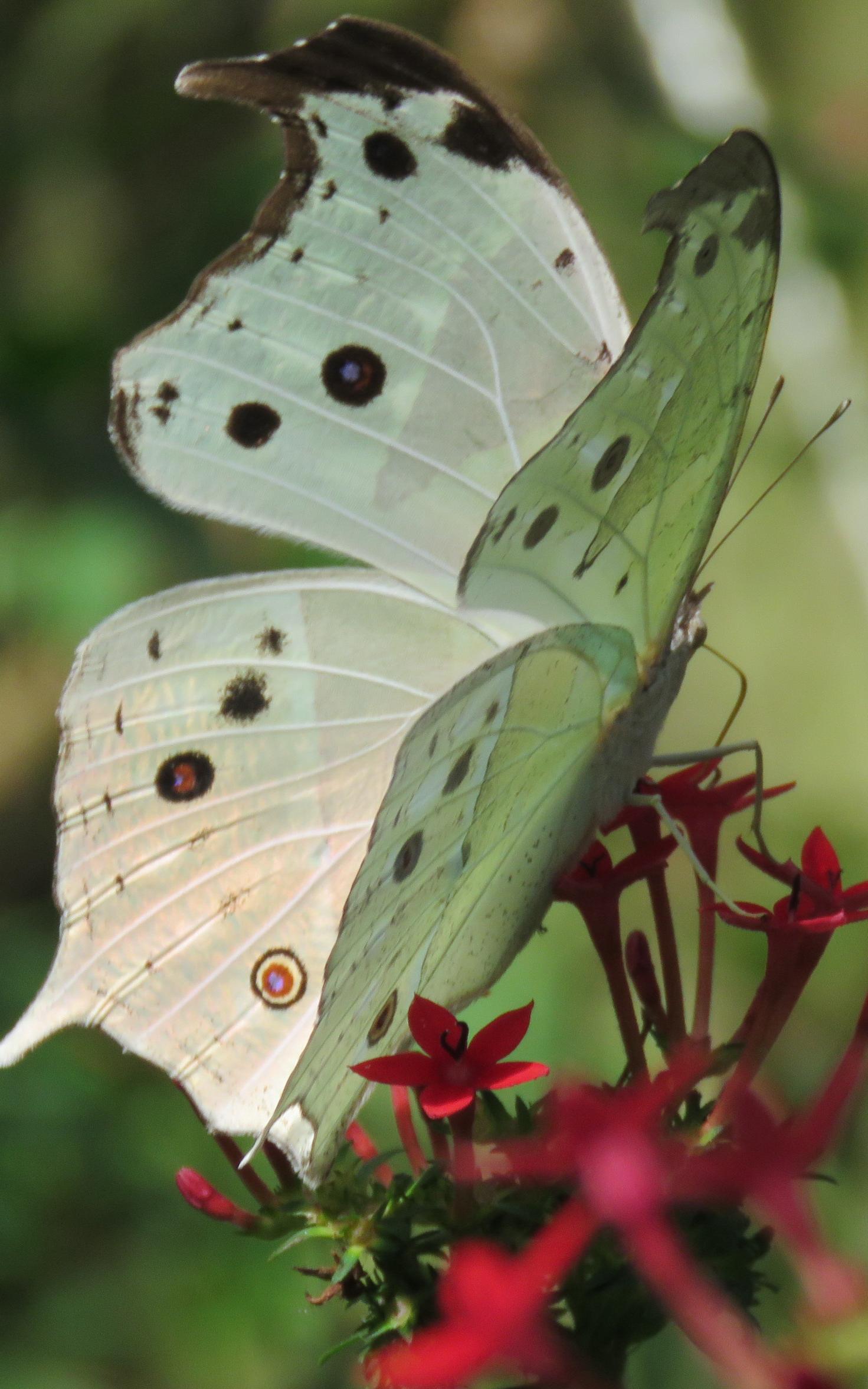 Mother of Pearl butterfly