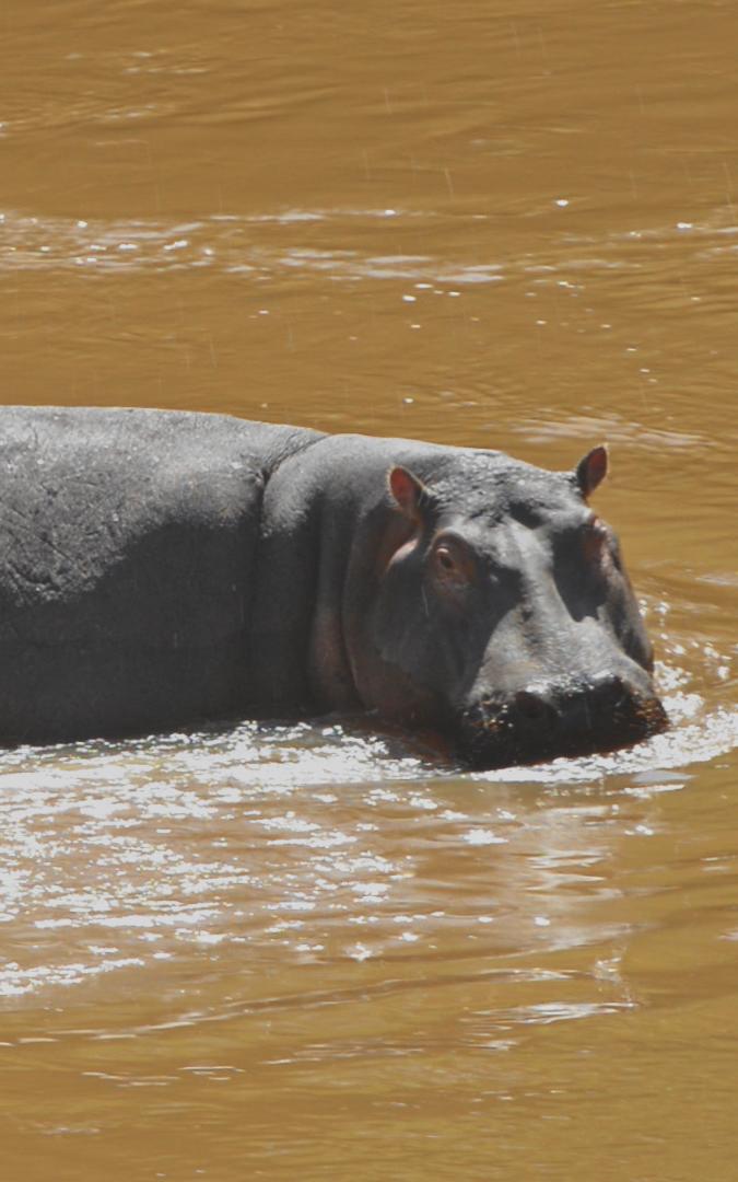 hippo in water.