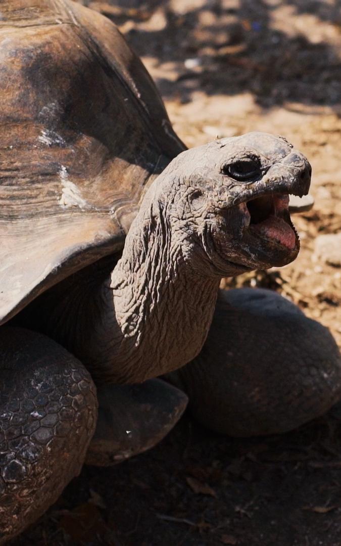 Beautiful News-Tortoise with mouth open.