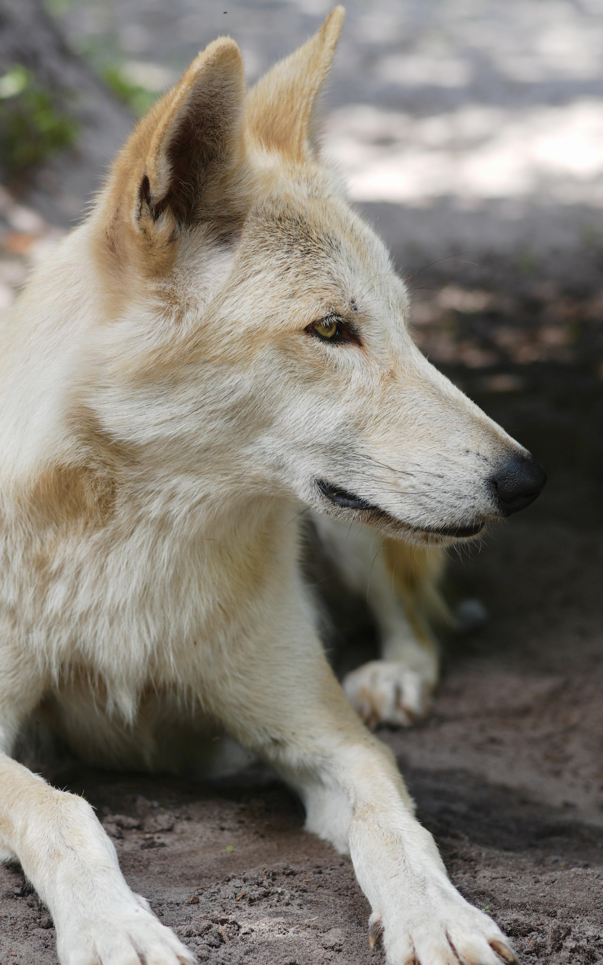 beautiful news wolf sanctuary