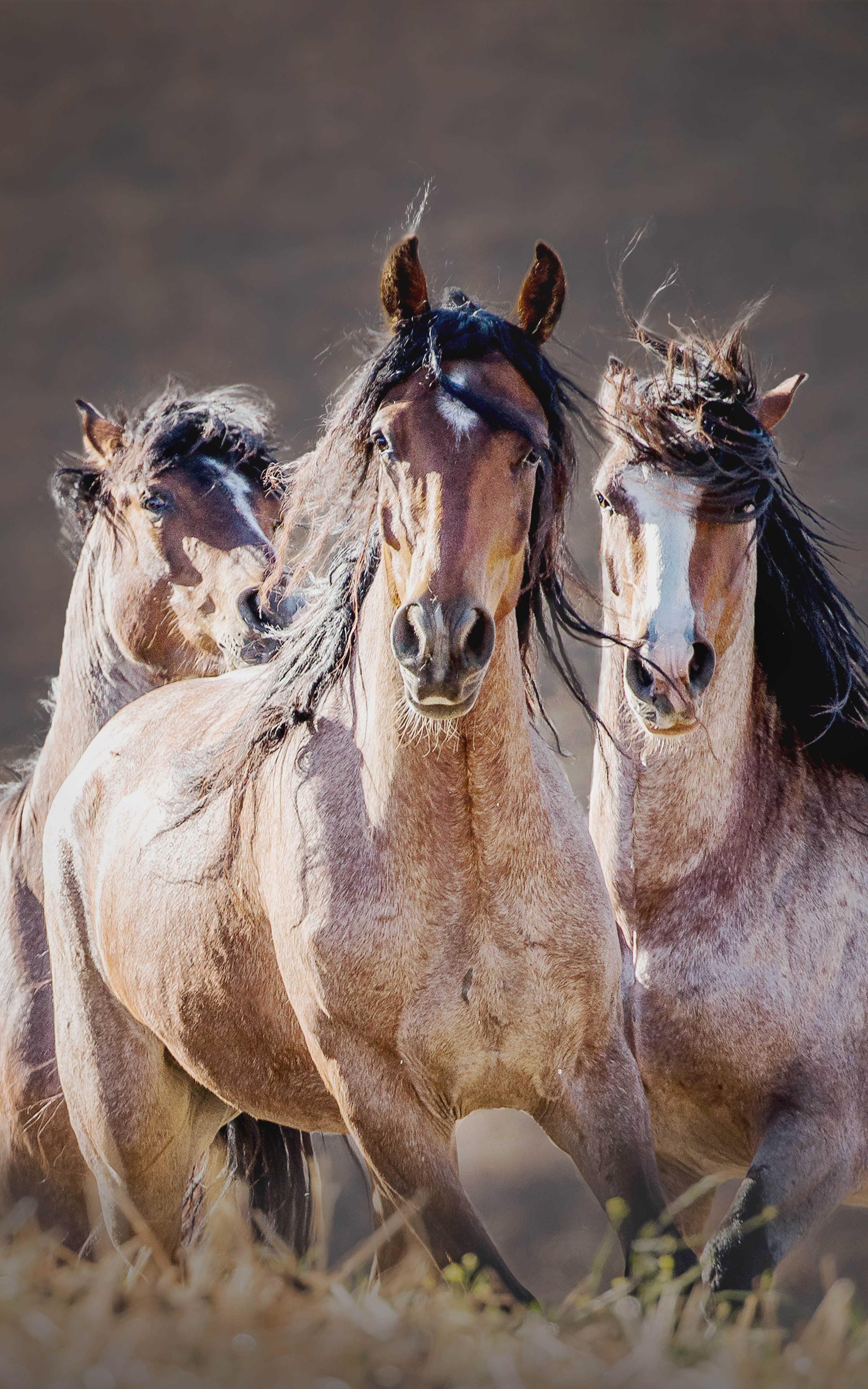 beautiful news wild horses