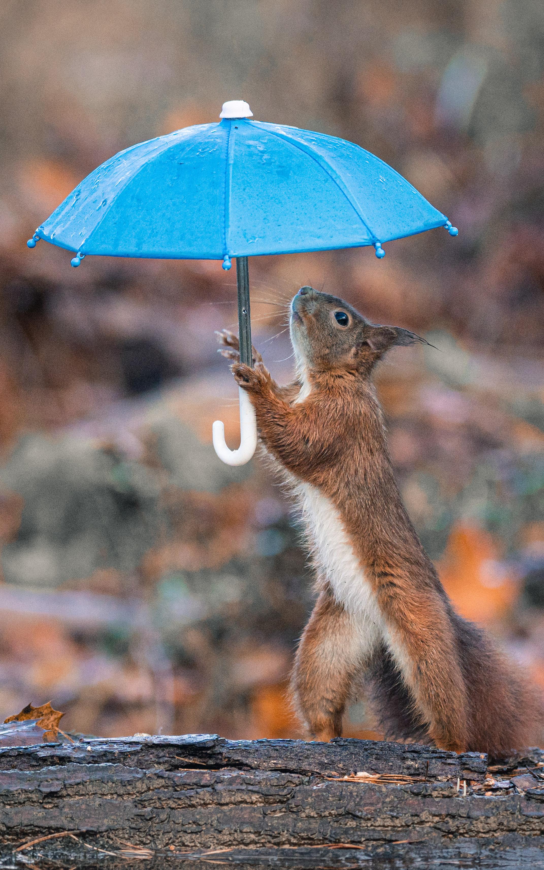 Red squirrels