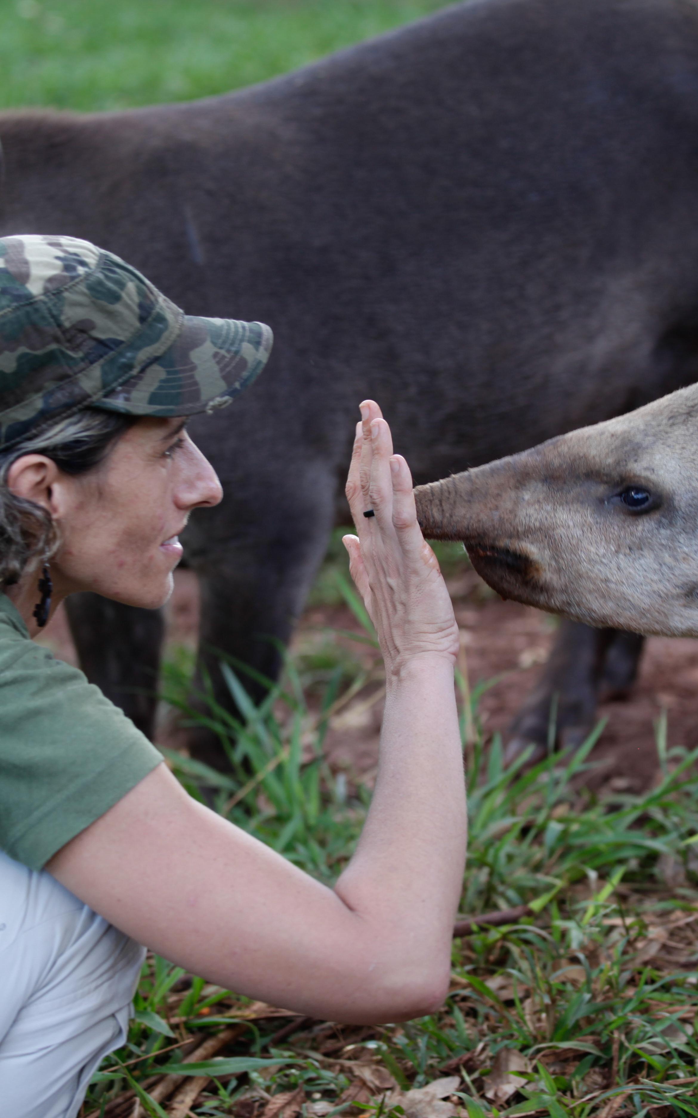 Beautiful News-Woman placing hand on Tapir's nose