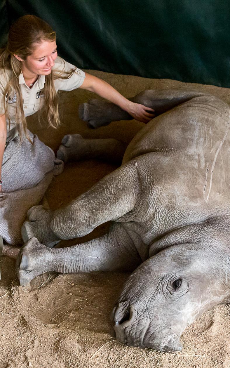 Meet the veterinary nurse rehabilitating orphaned rhinos to release them back into the wild