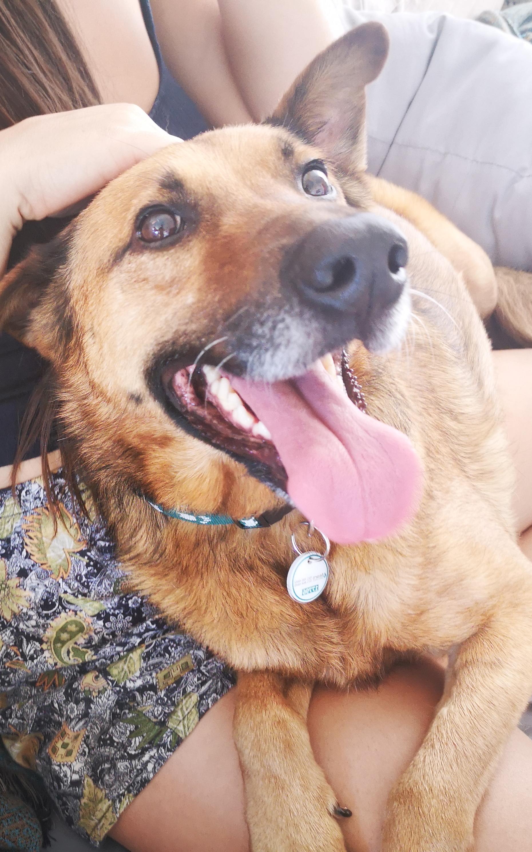 Dog. 