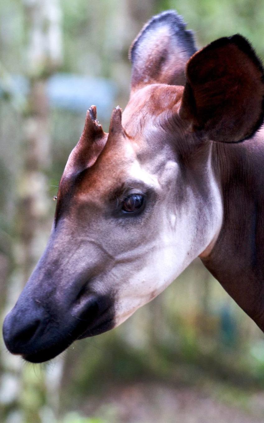 Beautiful News-Okapi