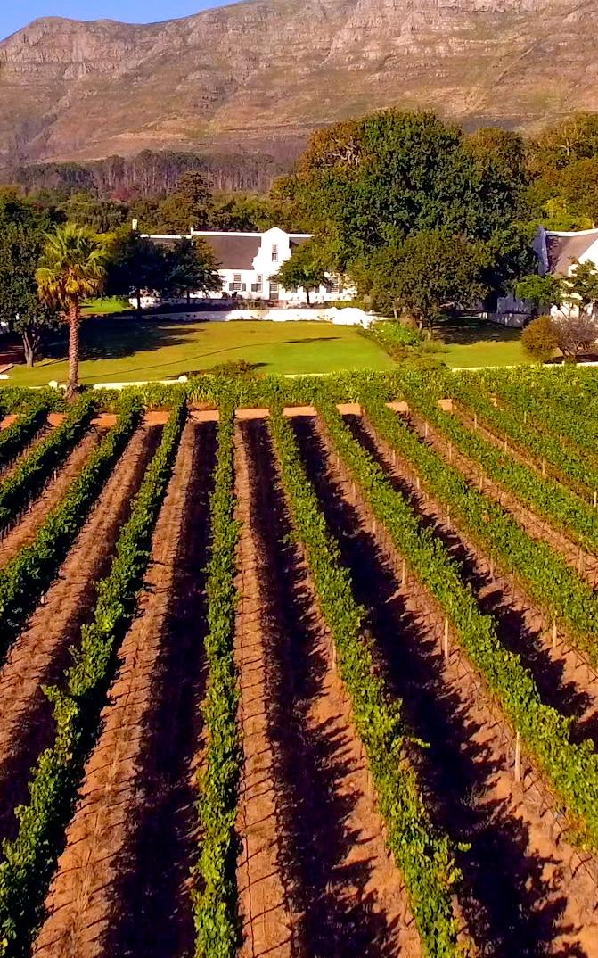 Journey with us to the ancient vineyards that continue to thrive just minutes from the city
