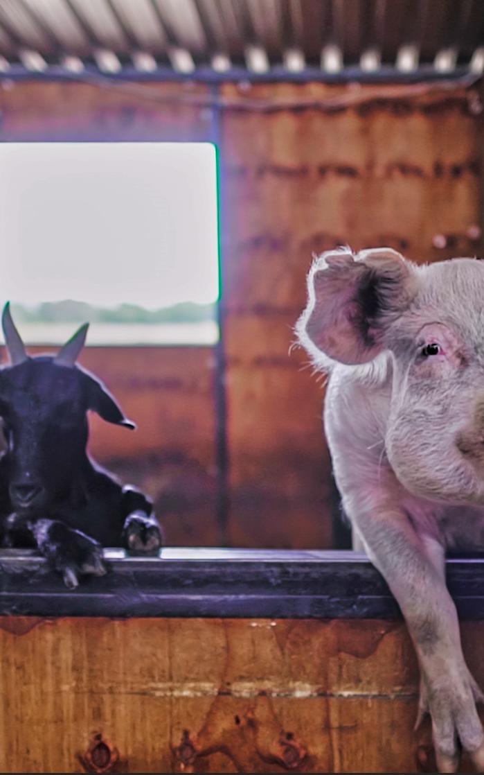 After facing trauma, friendship helped Beverly and Babe warm up to the world again