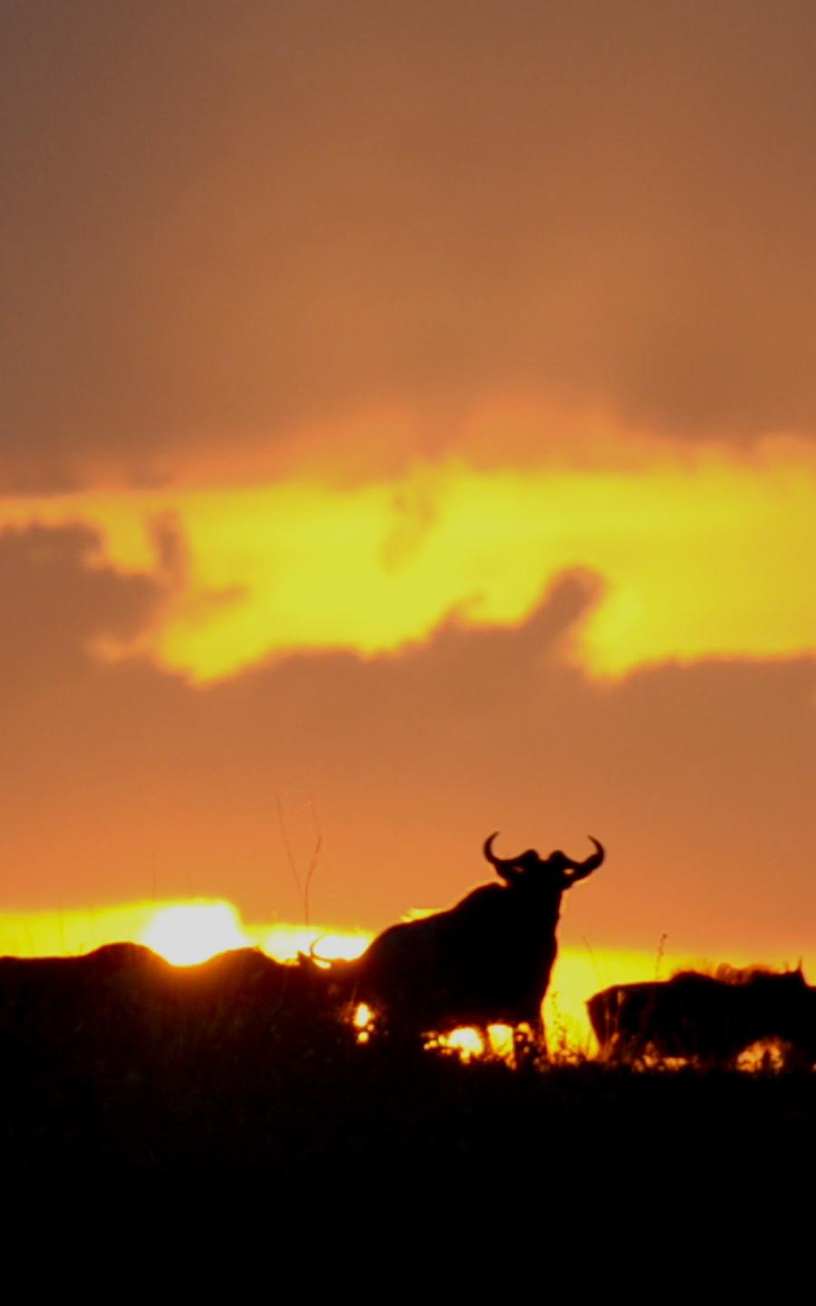 Serengeti, the world heritage site.